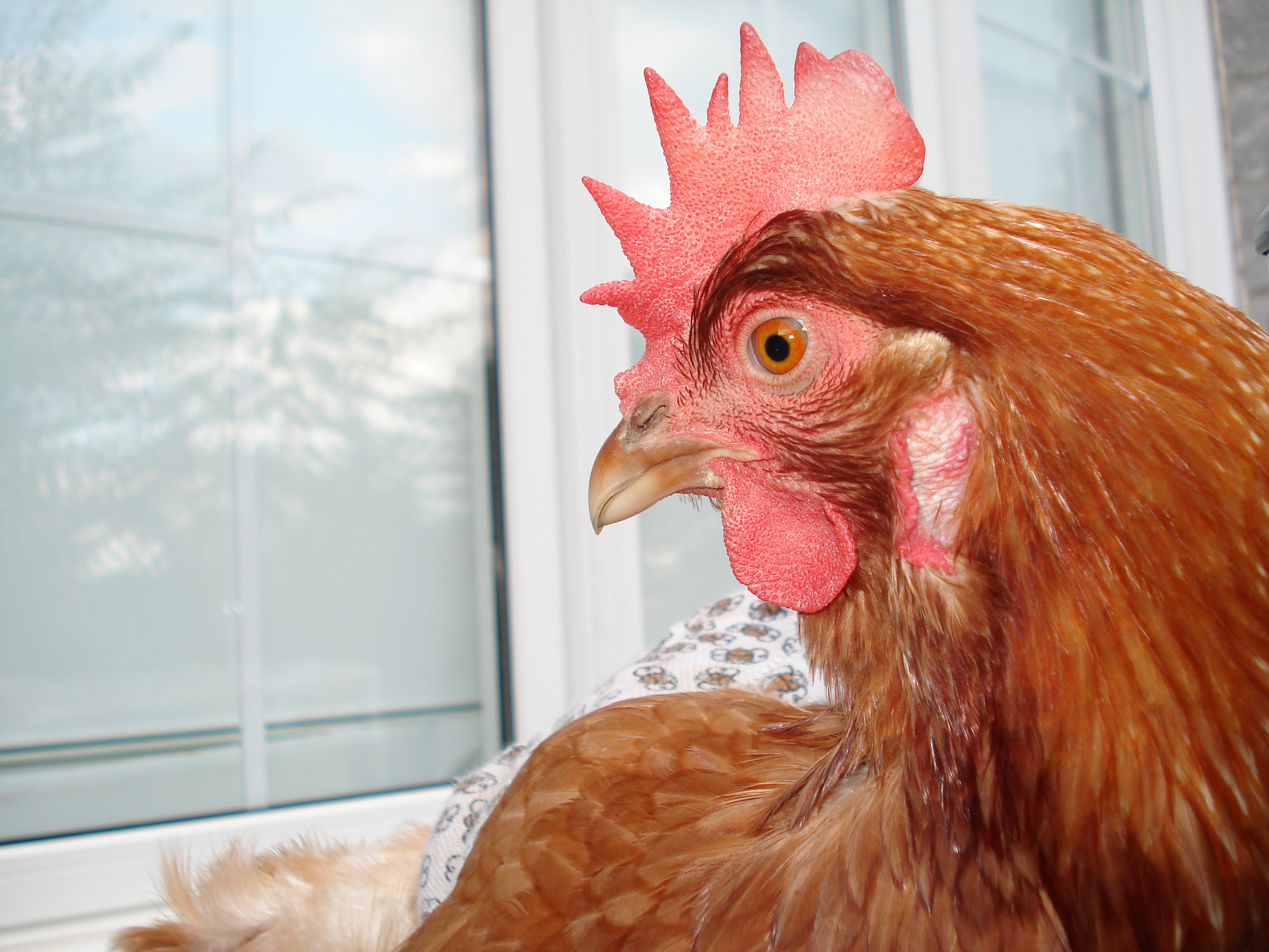 Kokosh as a fully-grown Isa Brown hen.