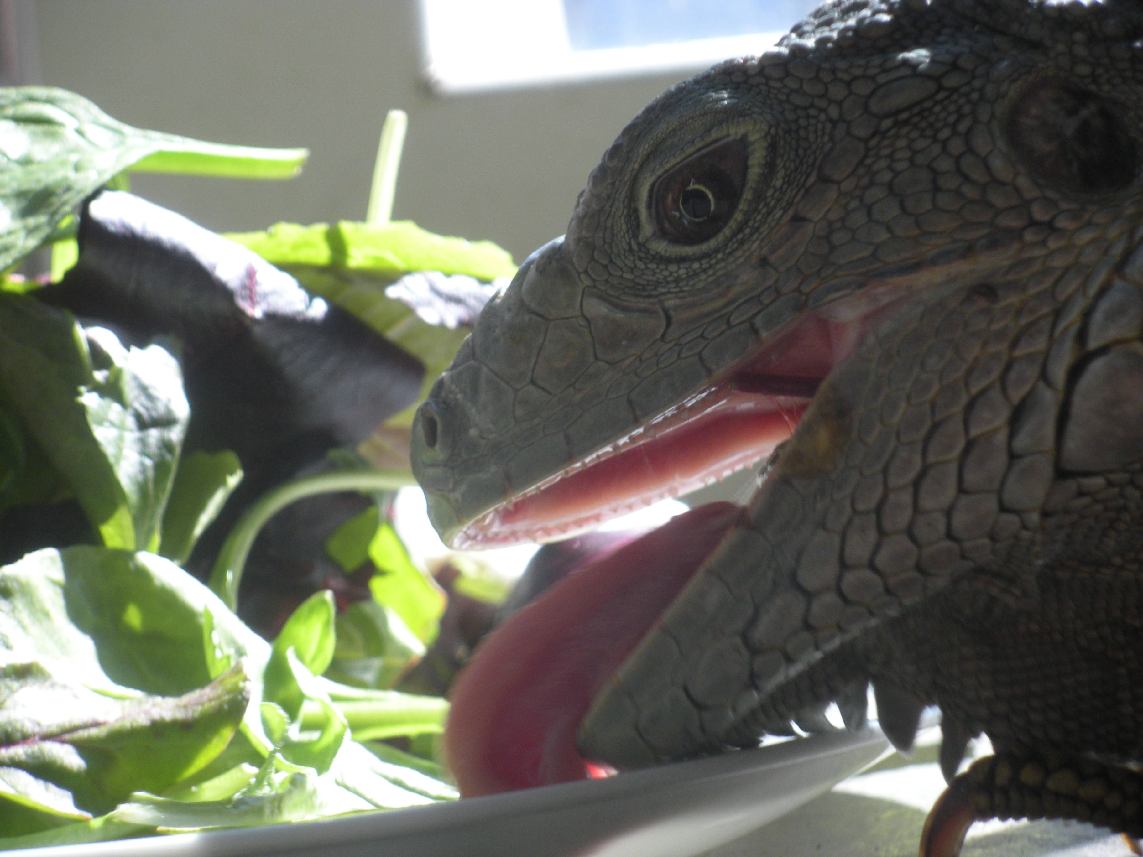 Komodo Joe enjoying his salad