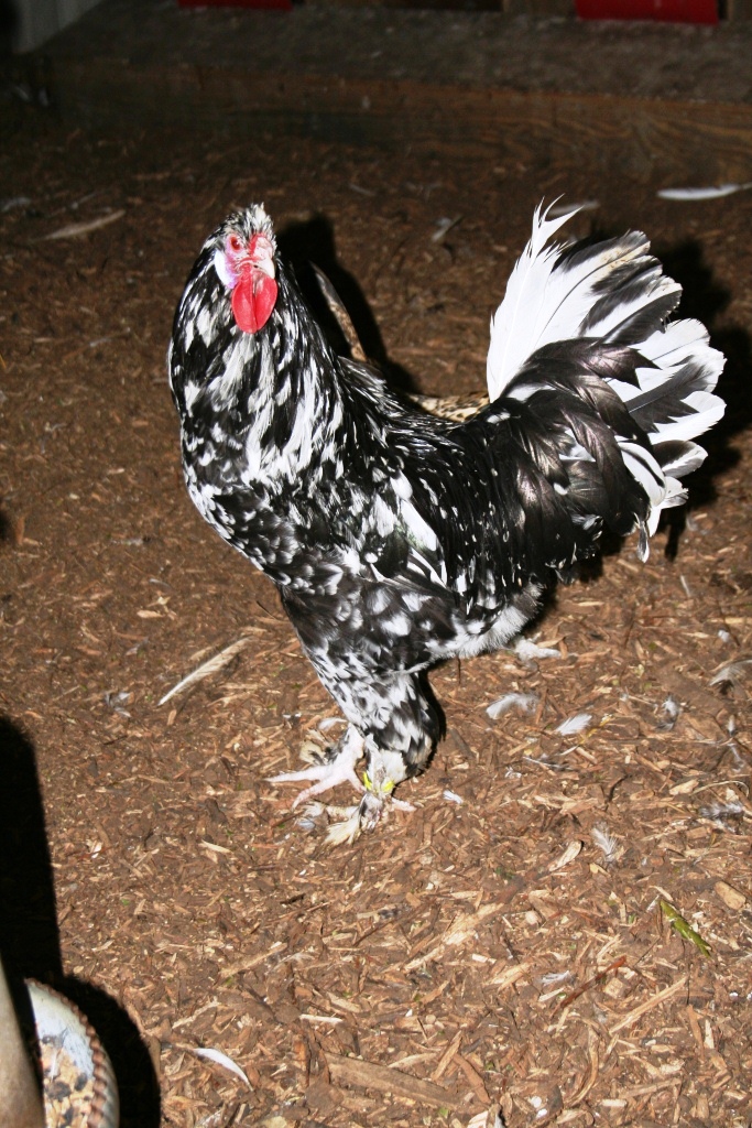 Kraaikop zwartbont