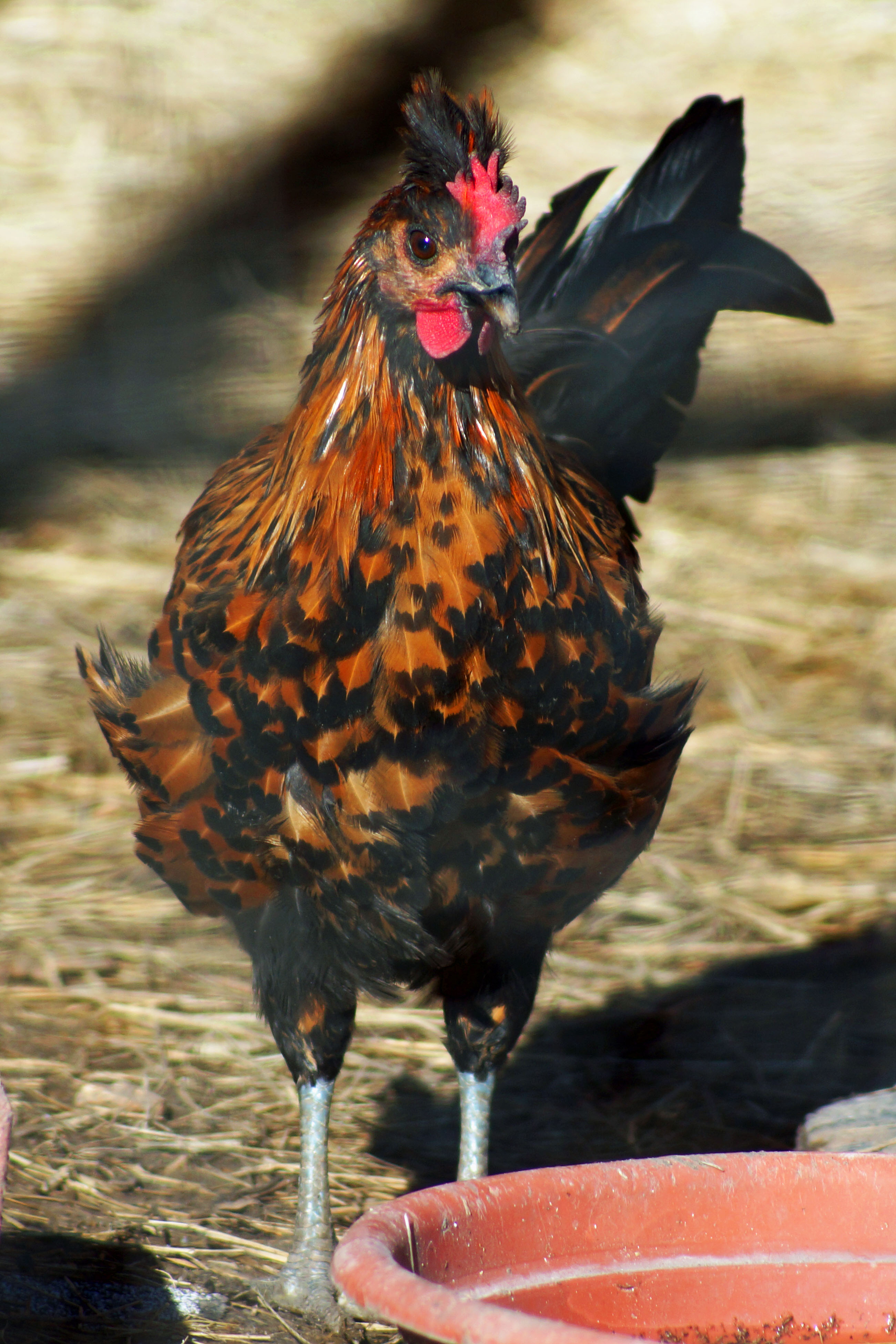 Krispin-- an Egyptian mix