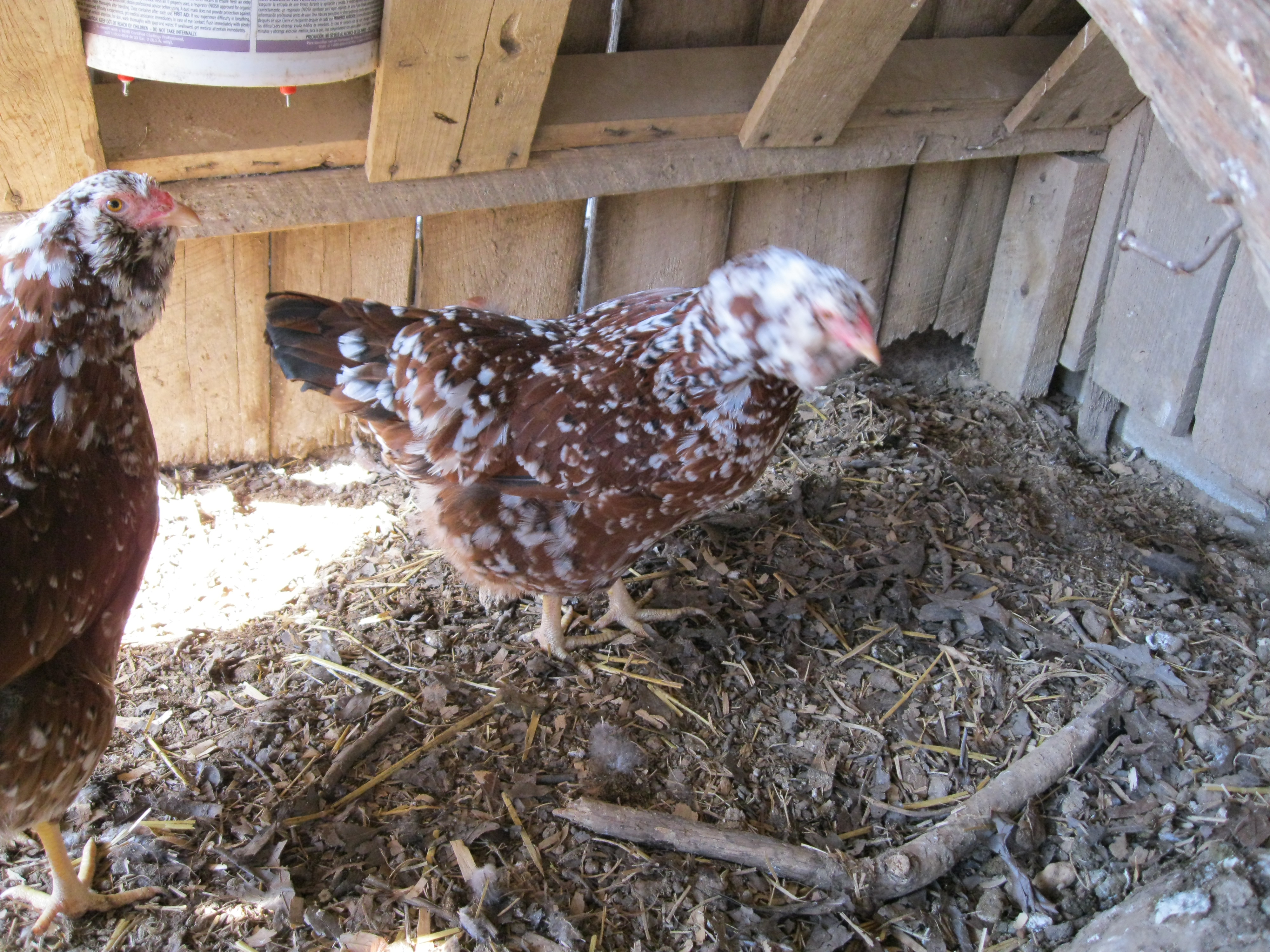 kummer hen
