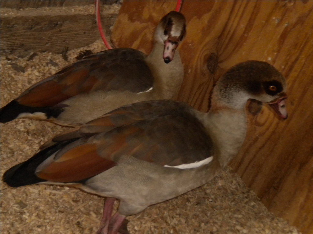 Kumquat and Clementine (lol) my  cute and beautiful pair of Egyptian geese.