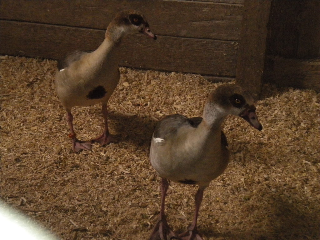 Kumquat and Clementine (lol) my  cute and beautiful pair of Egyptian geese.