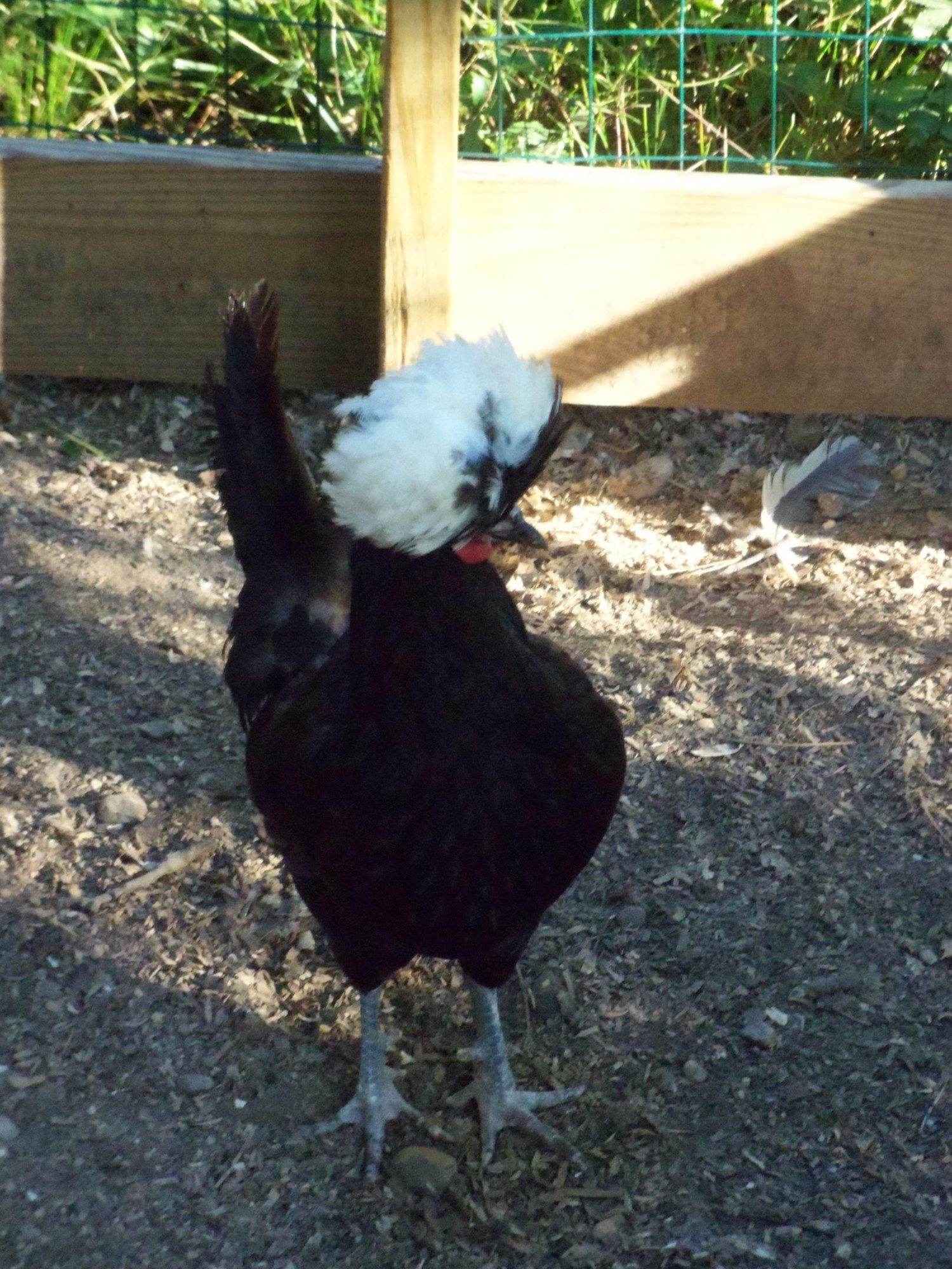 Kura, the White Crested Black Polish hen. She has got some spurs!!