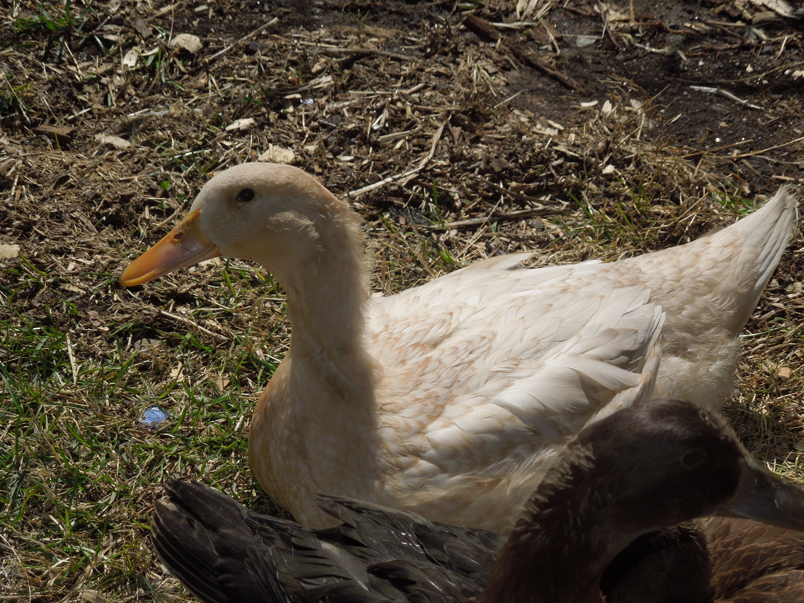 Kyrie, a Buff Duck