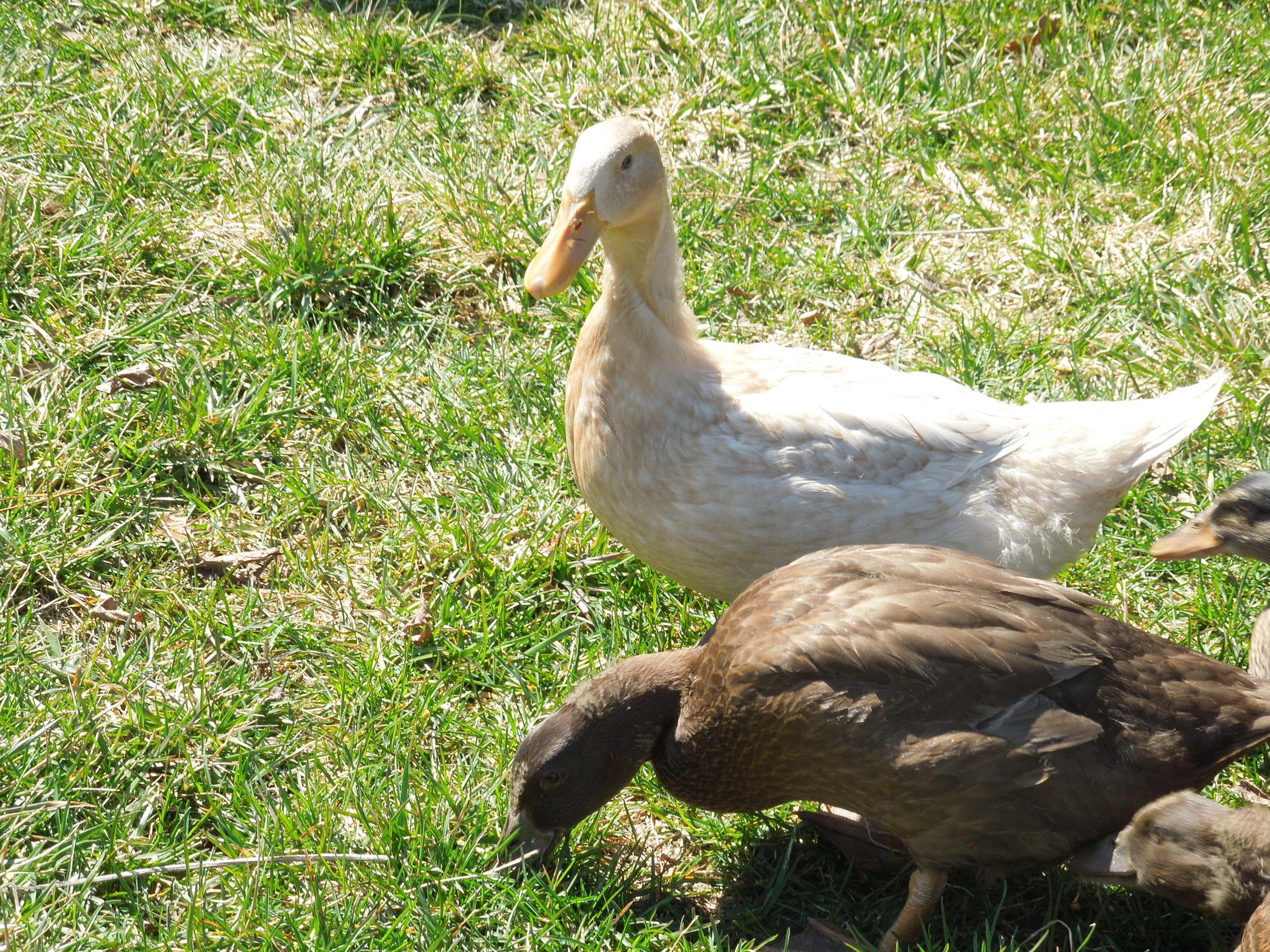 Kyrie and her Khaki Campbell friend, Amira