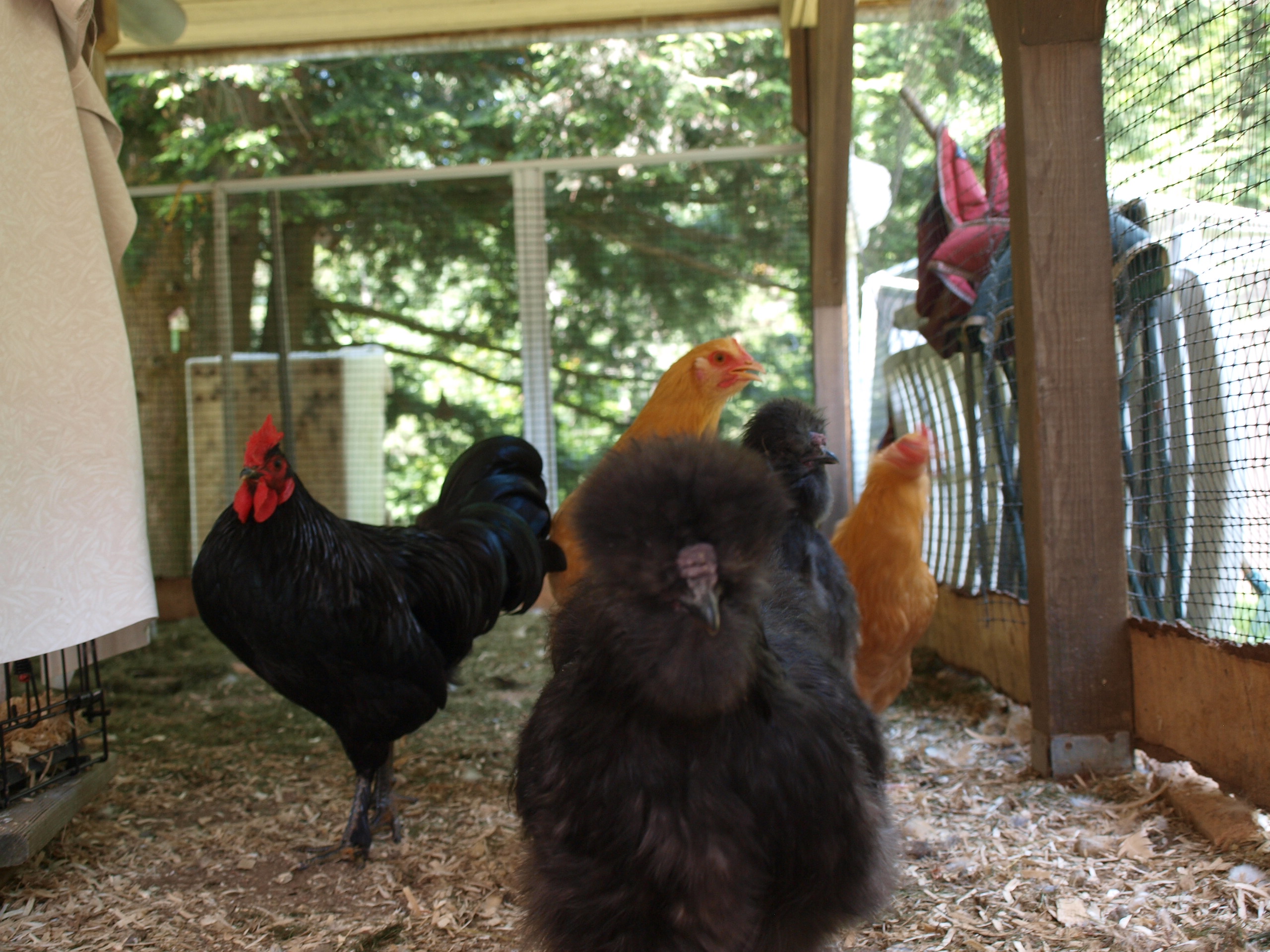 L-Black Australorp, Ravin, and front is Chipper, Chipmunk Silkie