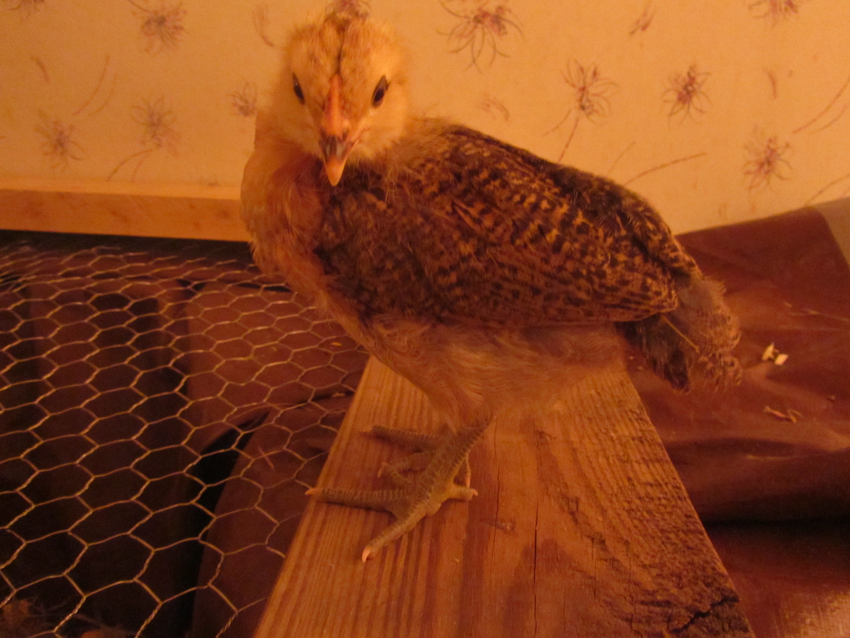 L' Eggo - Easter Egger - 3 week old comb