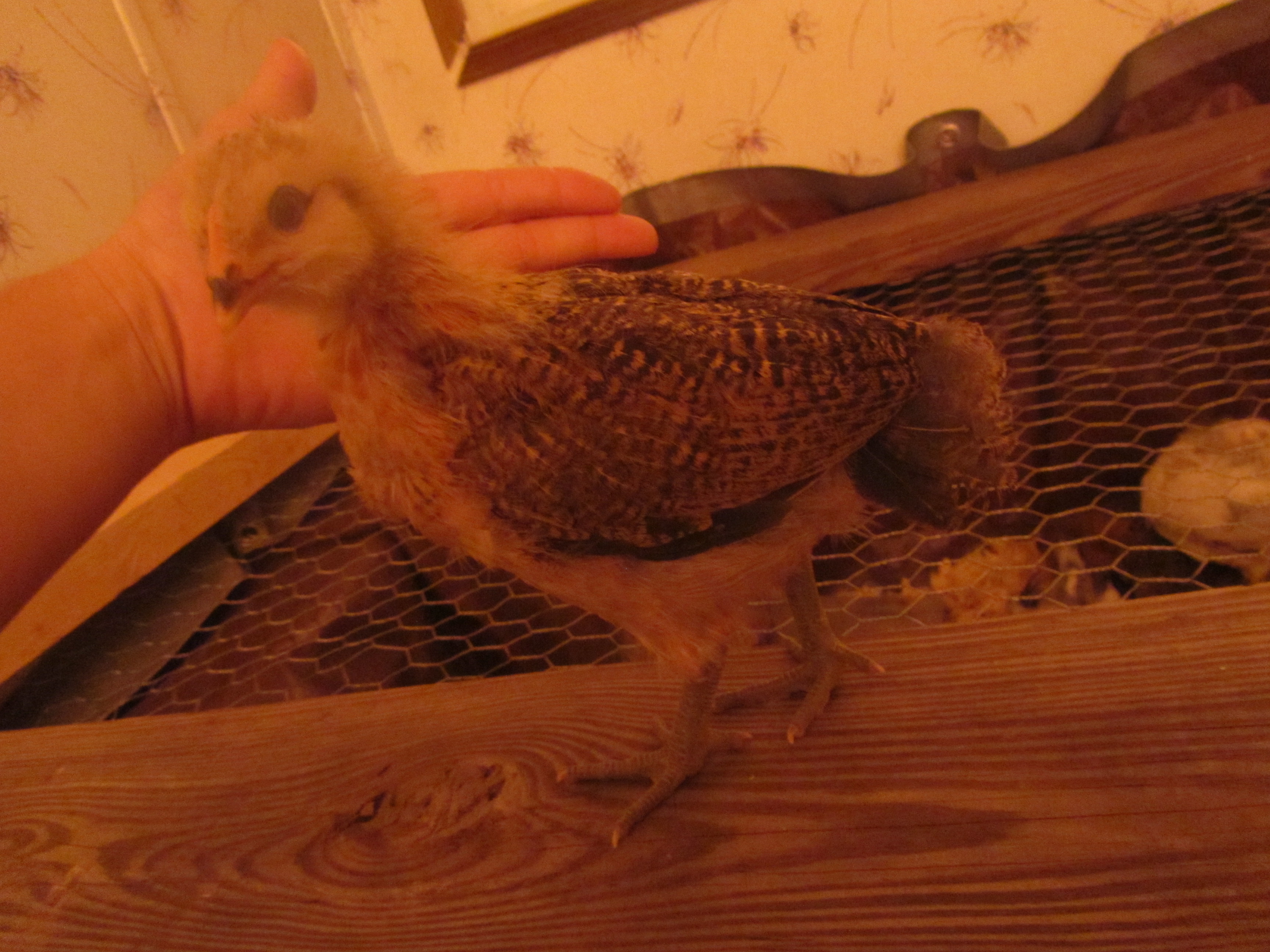 L' Eggo - Easter Egger - 3 week old profile