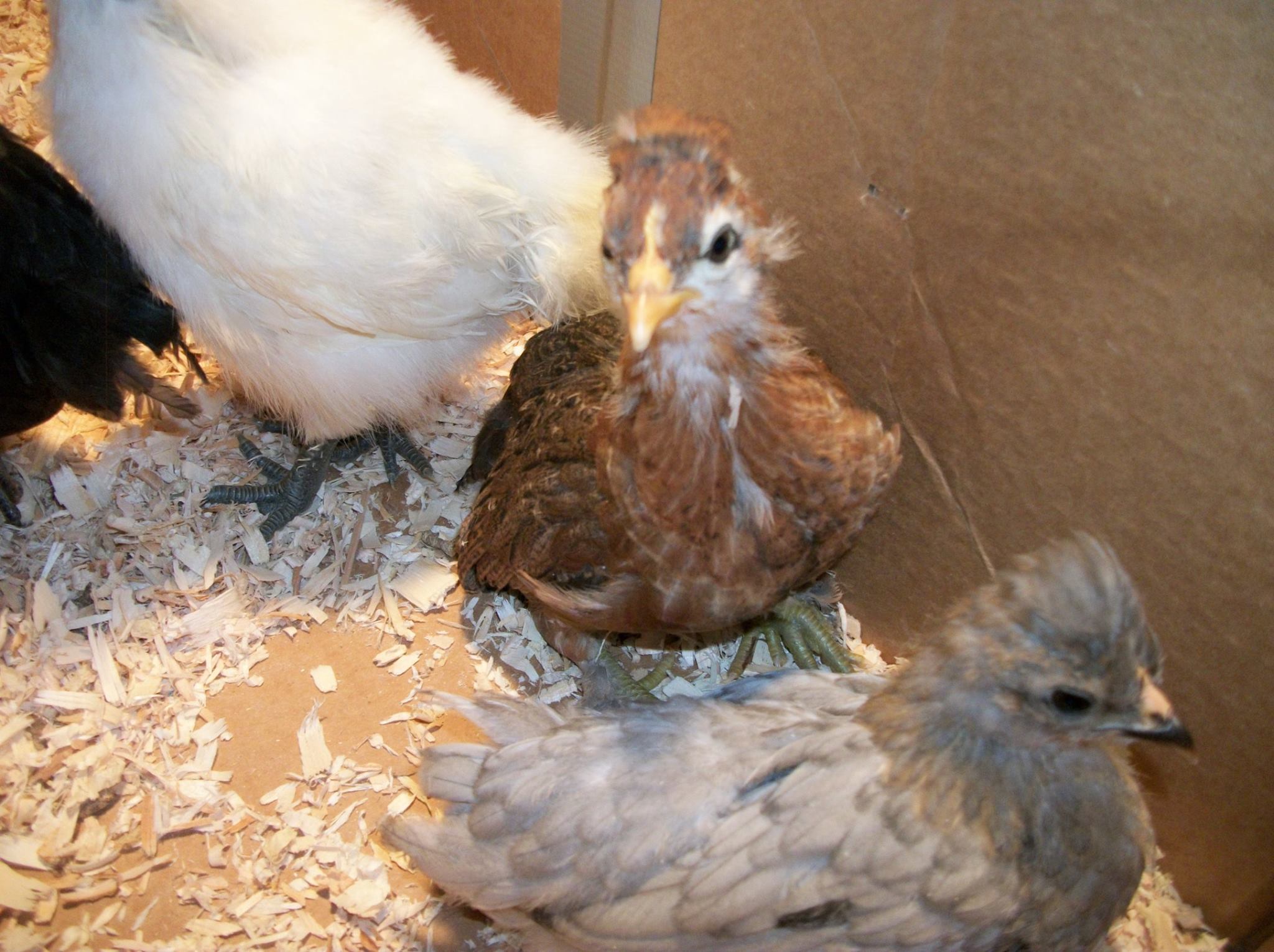 L-R: OJ and Clementine