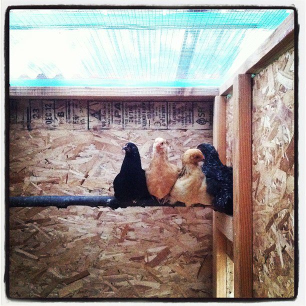 (L-R): Poppy (Australorp), Ginger (Buff Orpington), Rosemary (Buff Brahma), and Pepper (Barred Plymouth Rock). 7 weeks old.