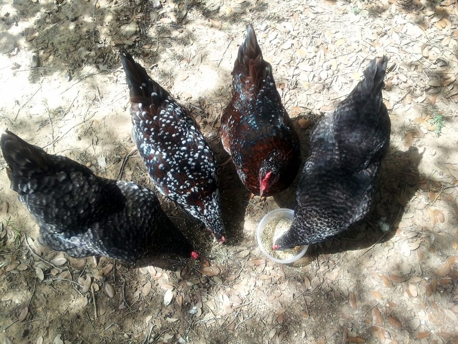 L to R Annie, Chewie, Sophie, Bella (Groucho was off foraging)
