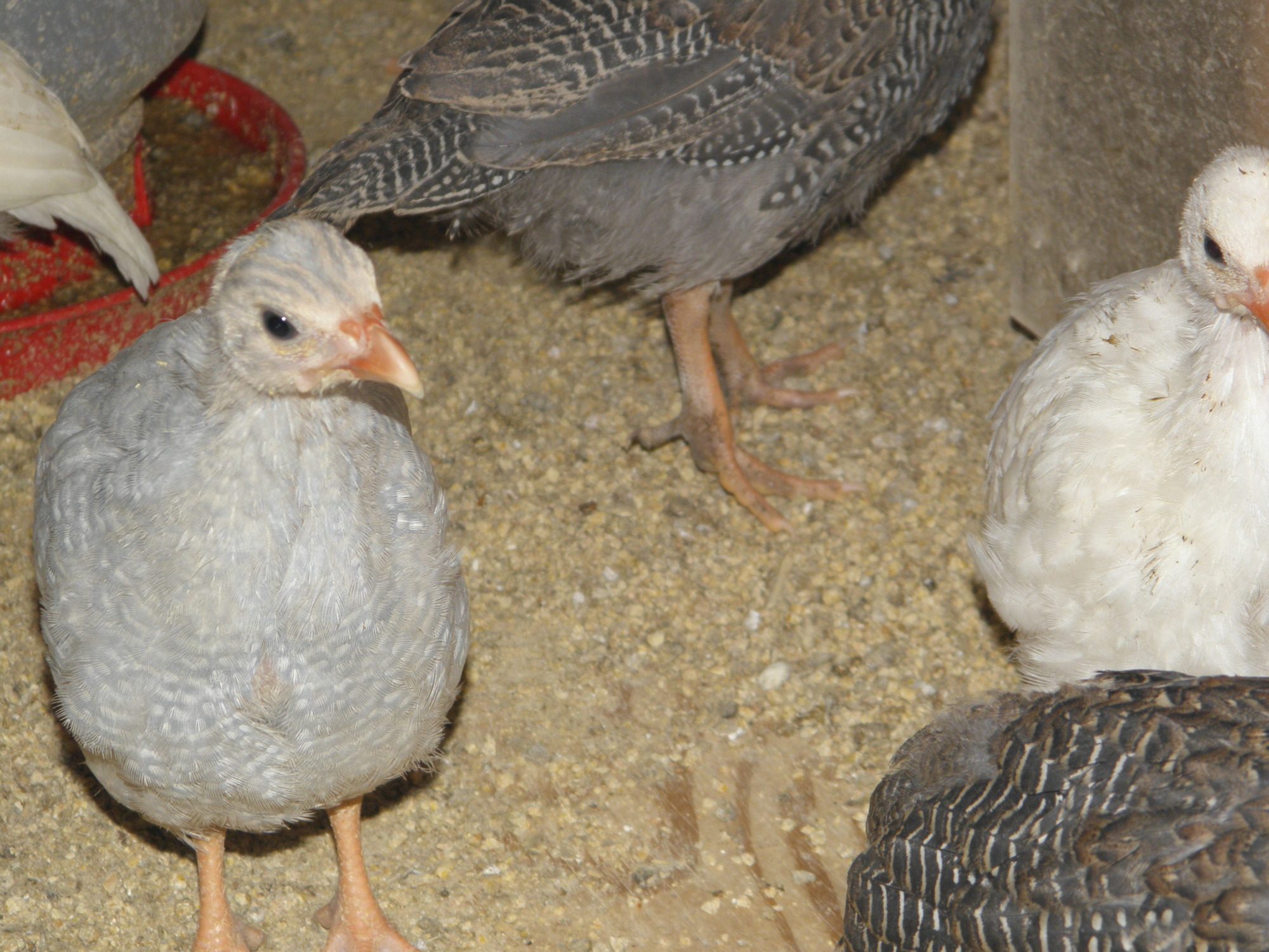 l to r. lavender, pearl grey, white guineas
