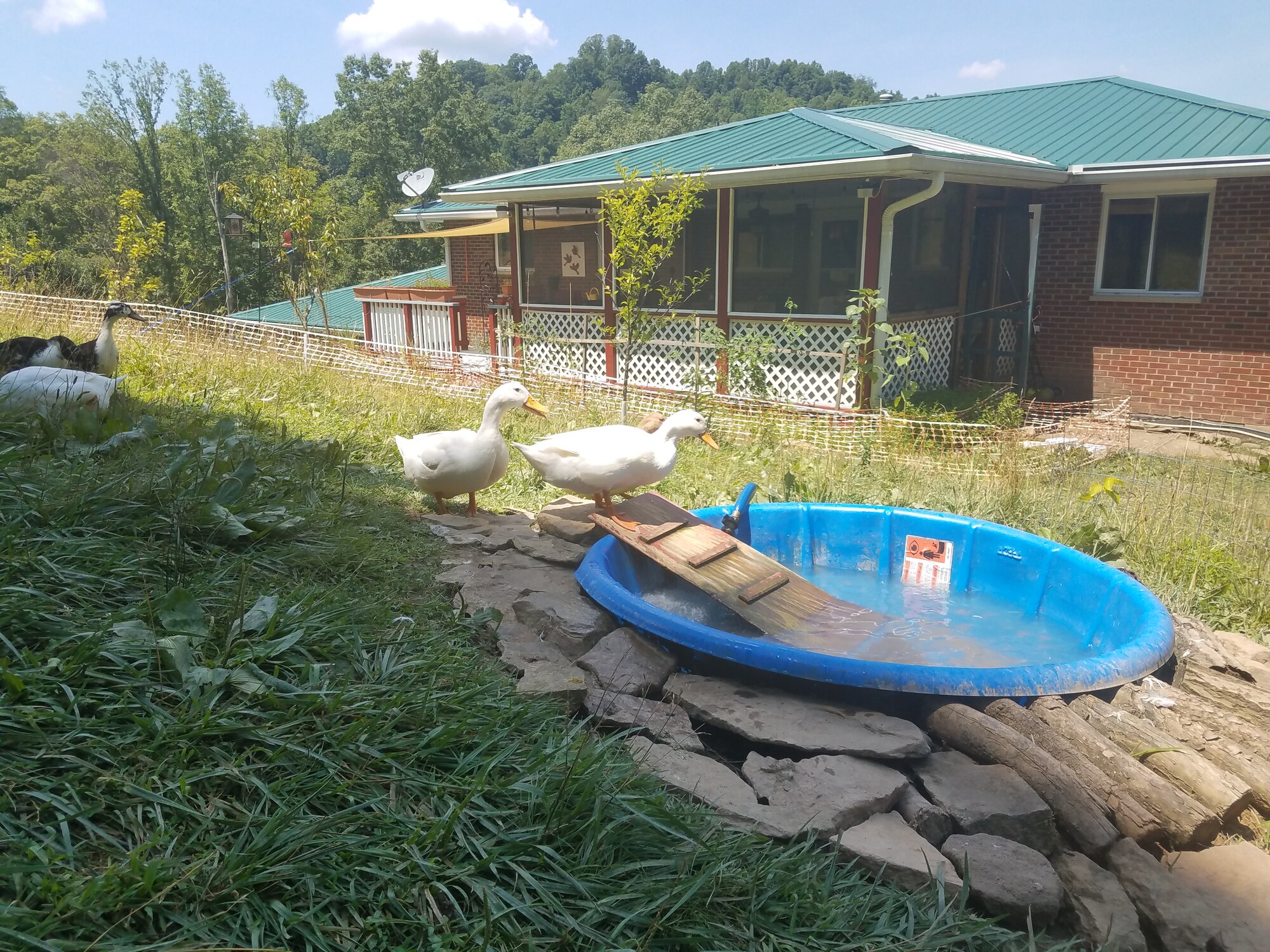 L2R: Bazilla and Blanca Duck