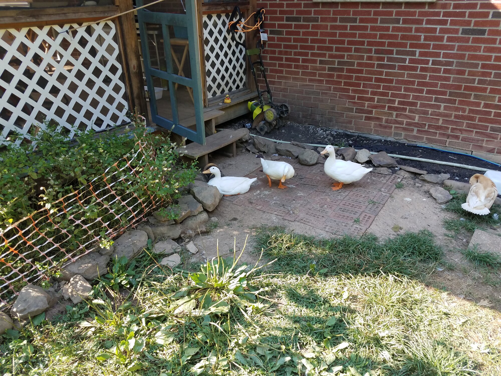 L2R: Blance, Alba, Earthquack