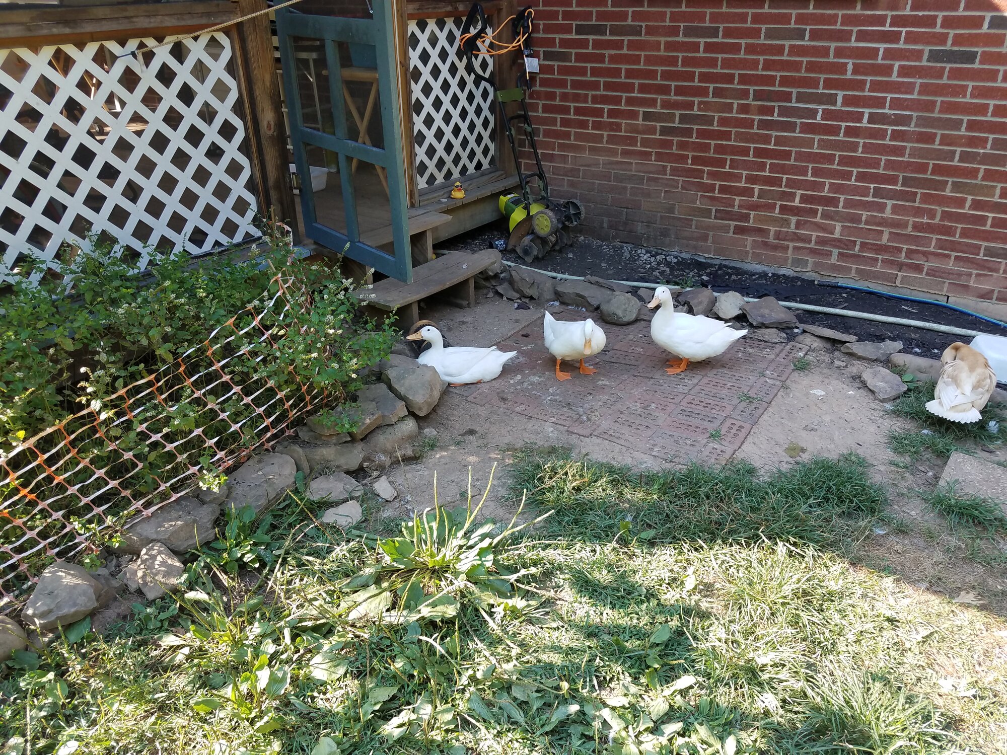 L2R: Blance, Alba, Earthquack