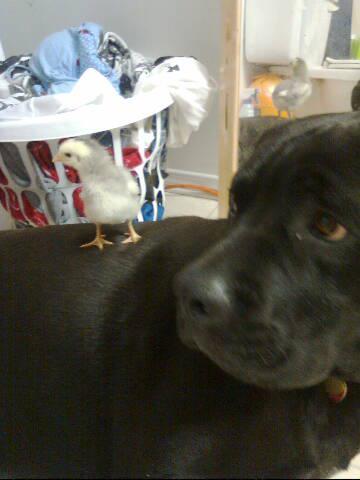 Labatt with my dog Titan. *He watched them while I cleaned the brooder*