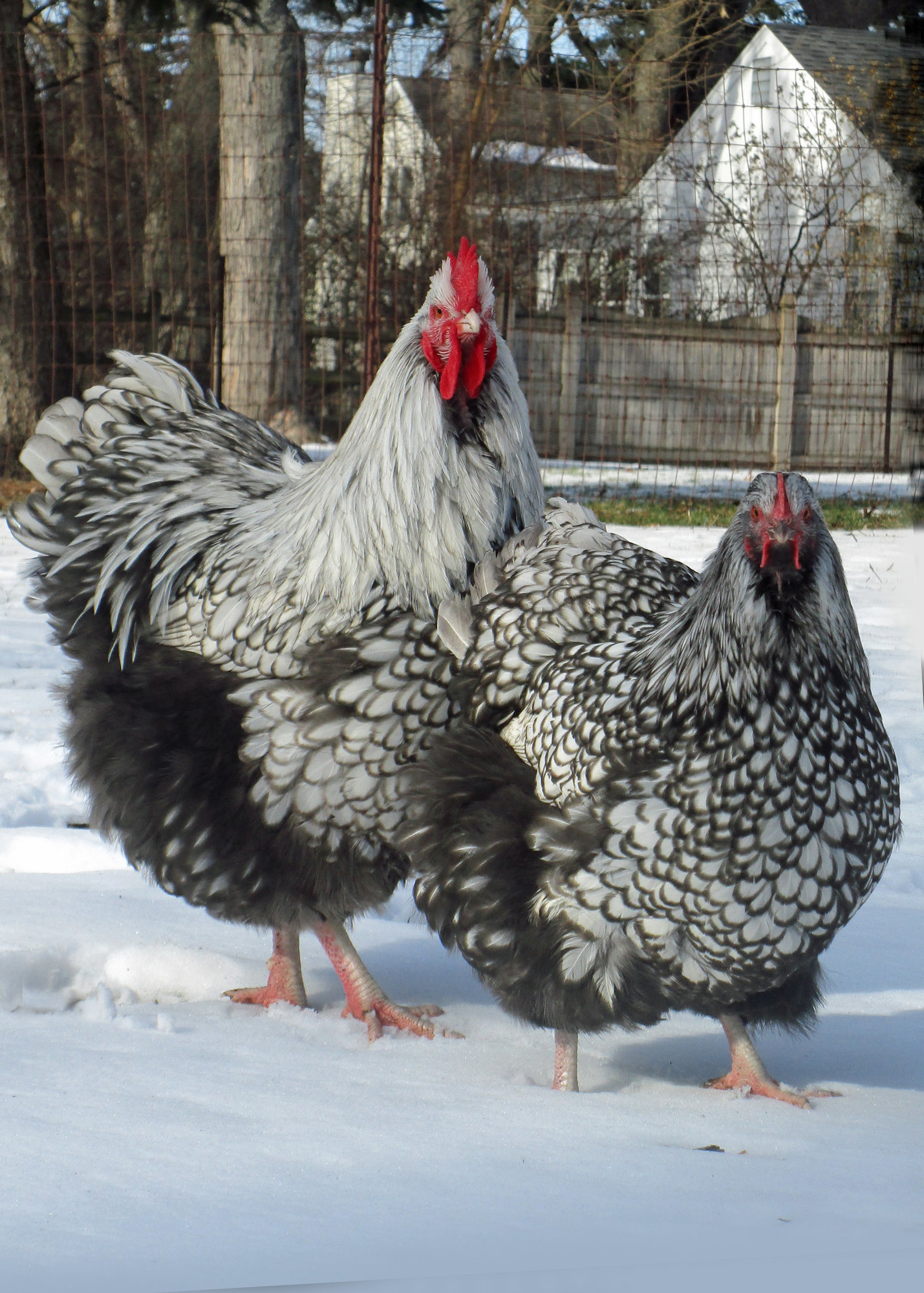 Laced Orps In Snow