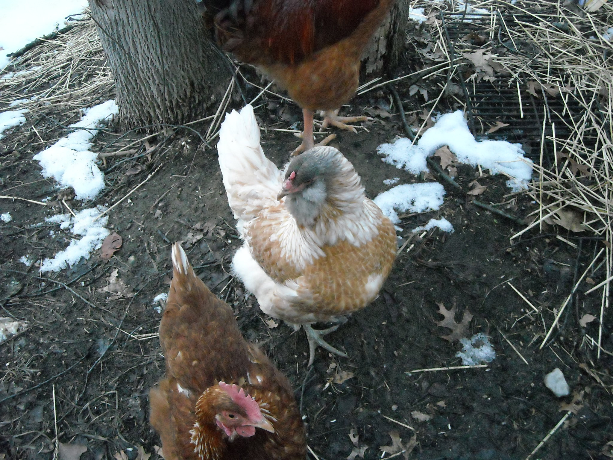 Lacey-Ameracana
Purchased at auction 1/26/13
Terrible "diva" and bully to the rest of the hens at first.  Now a peaceful and cooperative part of the flock!