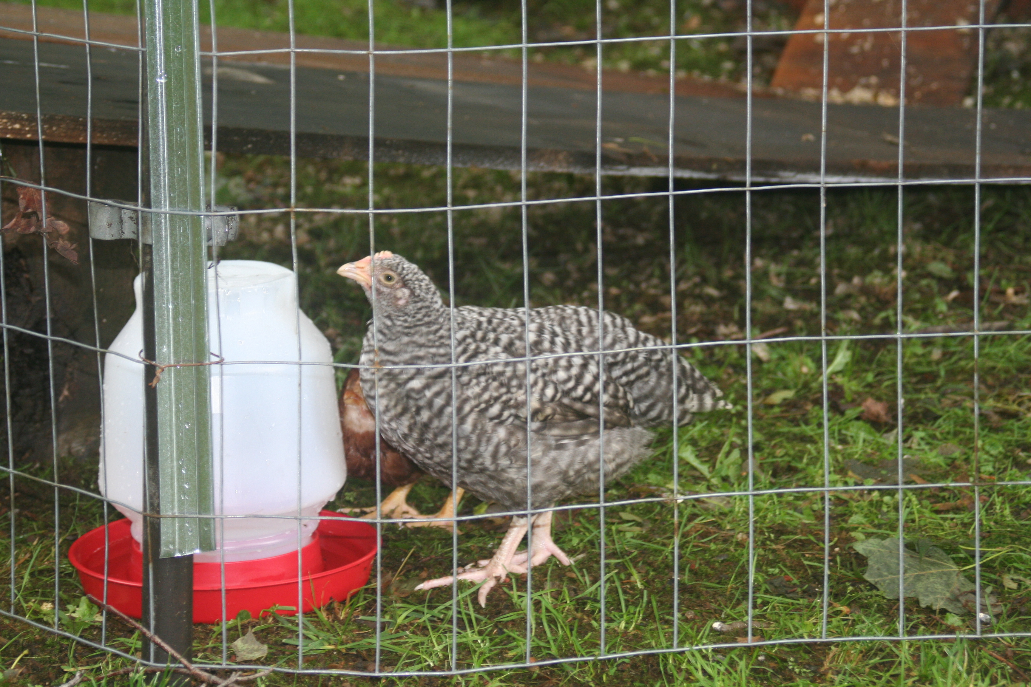 "Lacey" Barred Plymouth Rock 6/2011 -Started to crow, no longer have.