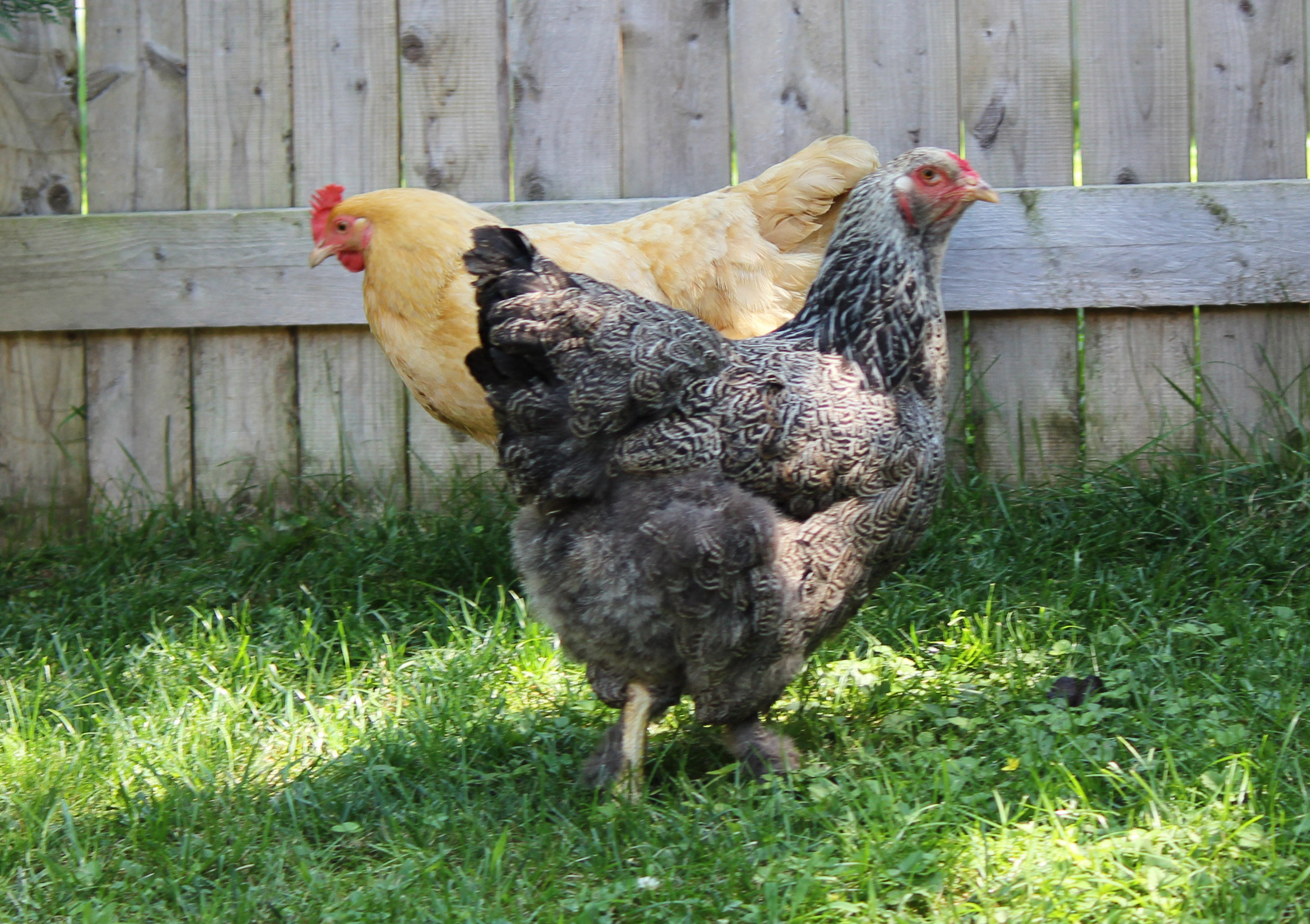 Lacey & Buffy 1 1/2 years old