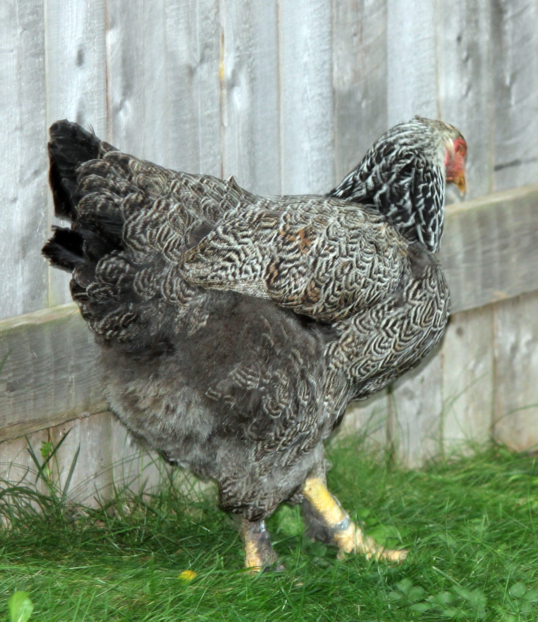 Lacey - Dark Silver Laced Brahma