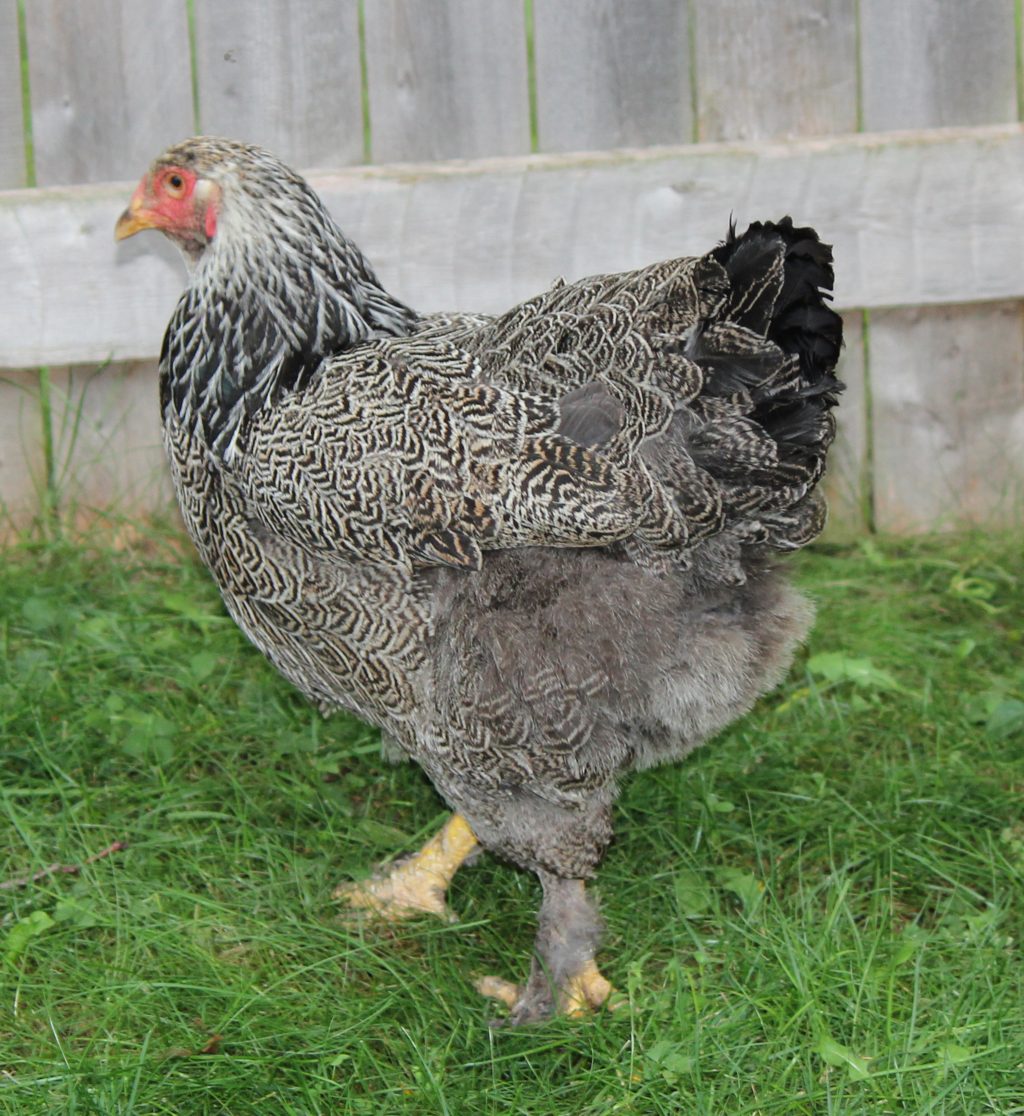 Lacey - Dark Silver Laced Brahma