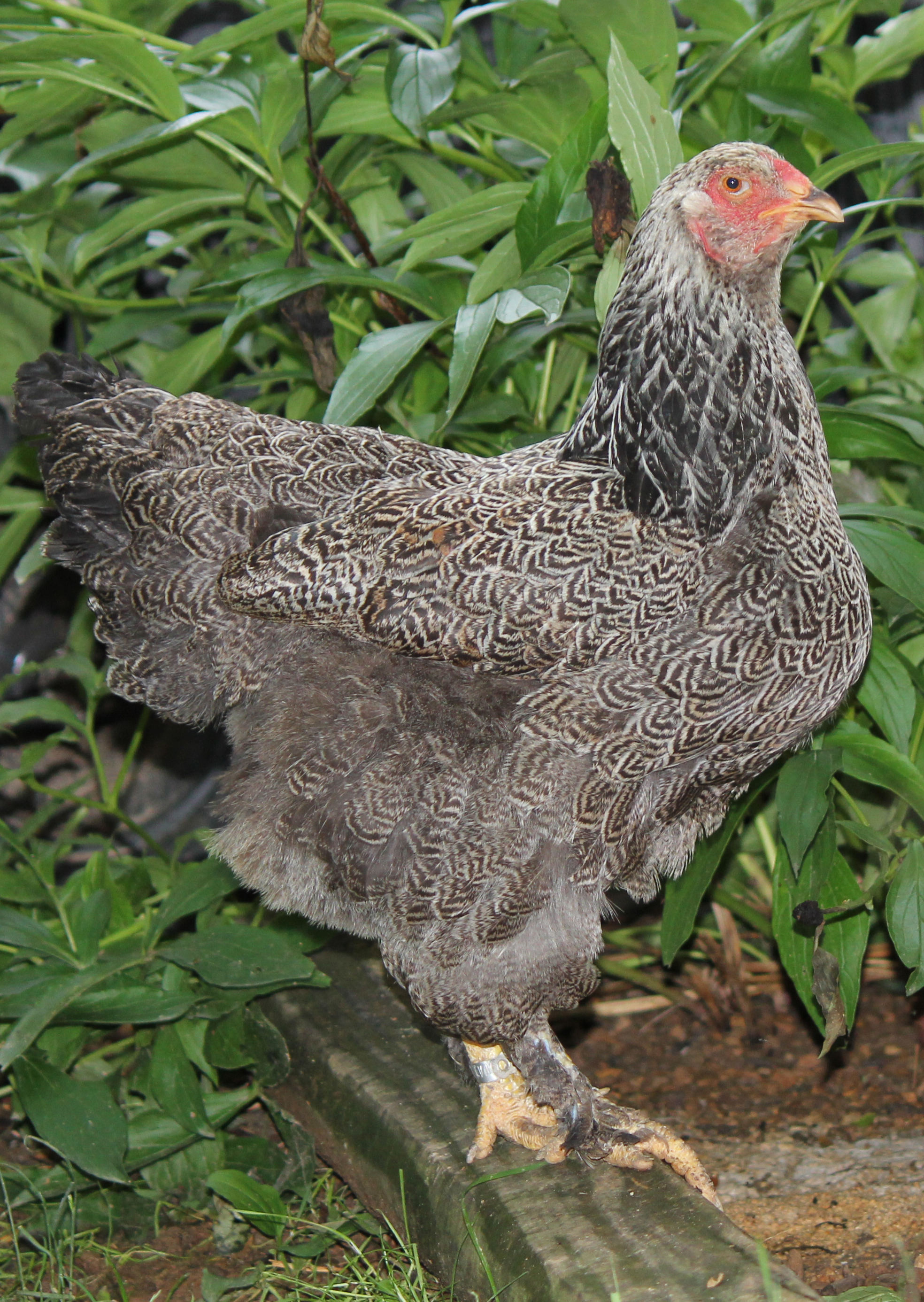 Lacey - Dark Silver Laced Brahma