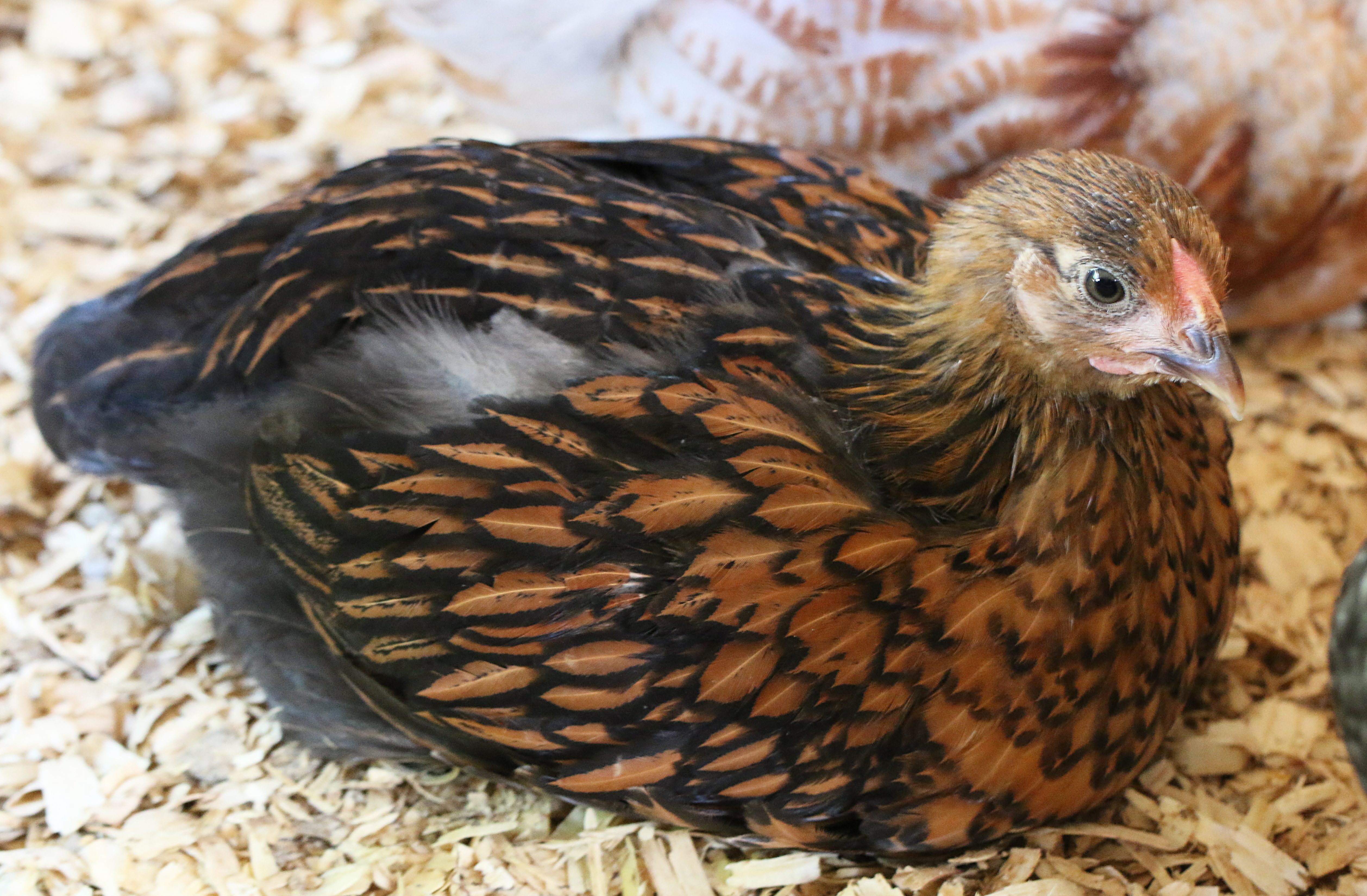 Lacey, Golden Laced Wyandotte