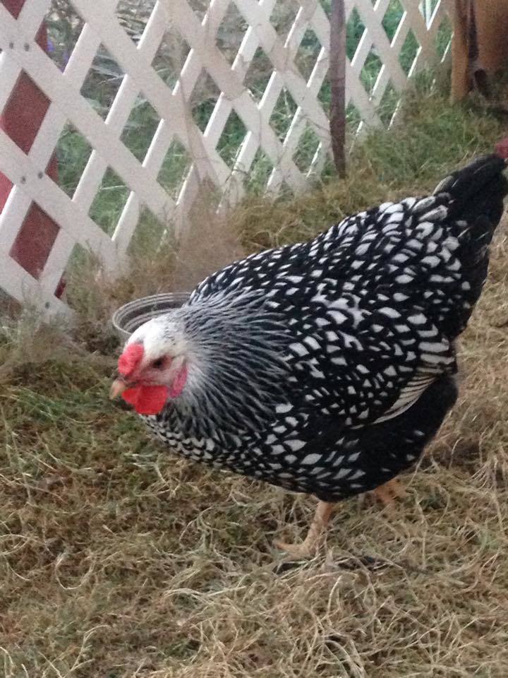 Lacey