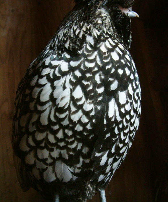 Lacing on the breast of a silver laced polish hen.