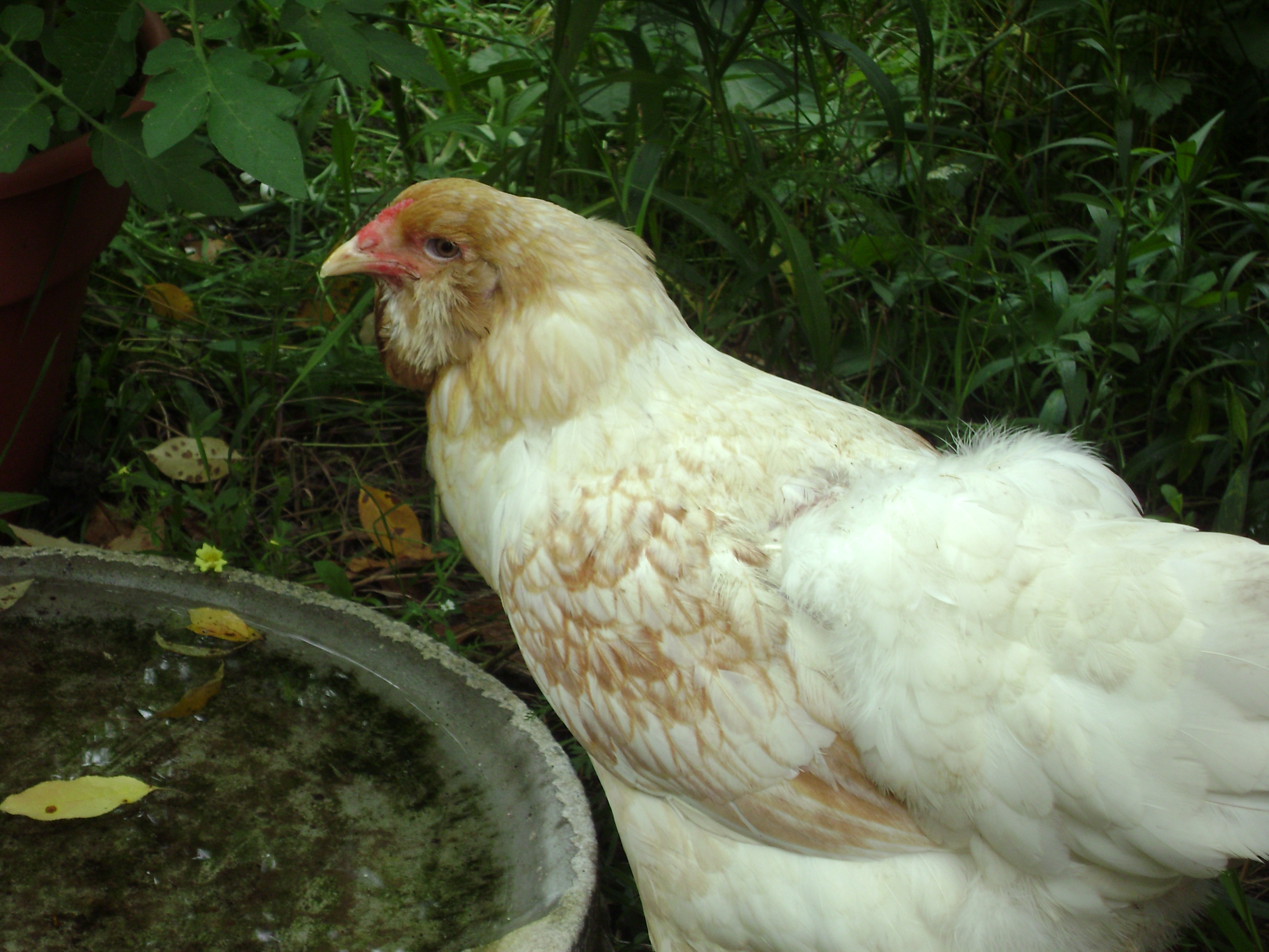 lacy, EE hen who layed a pink egg!  Had to be rehomed as she preferred the open range to a pen, and i had to pen a lot because of predators this year :(