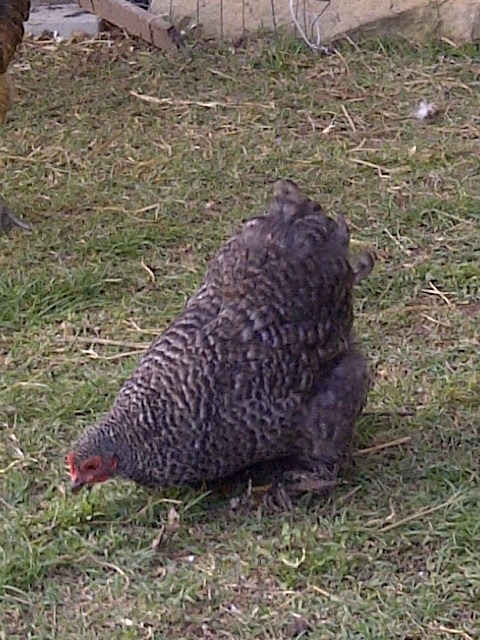 Lacy one of the bantams...she is full of spice and vinegar!