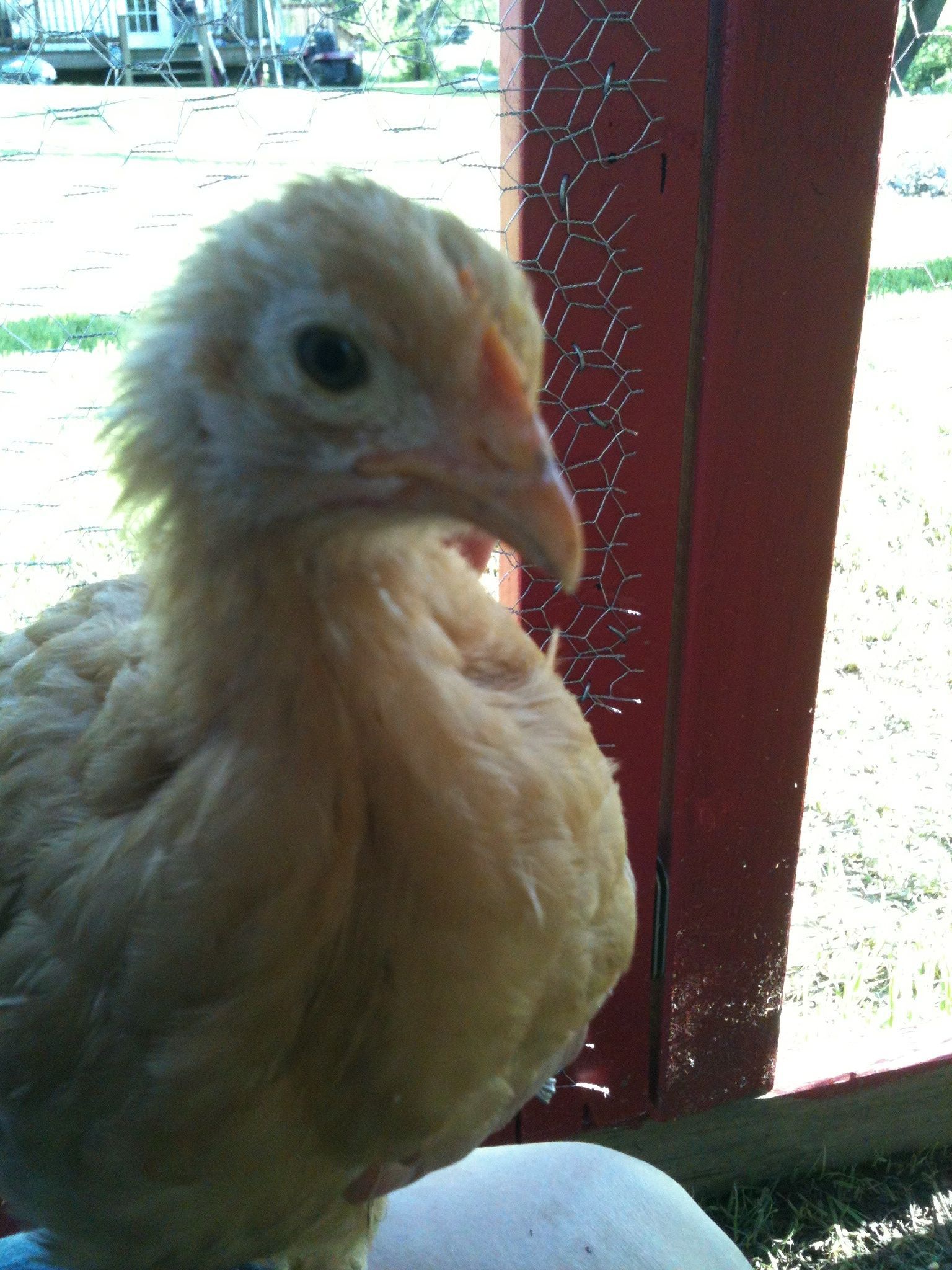Lacy who likes to sit in my lap :)