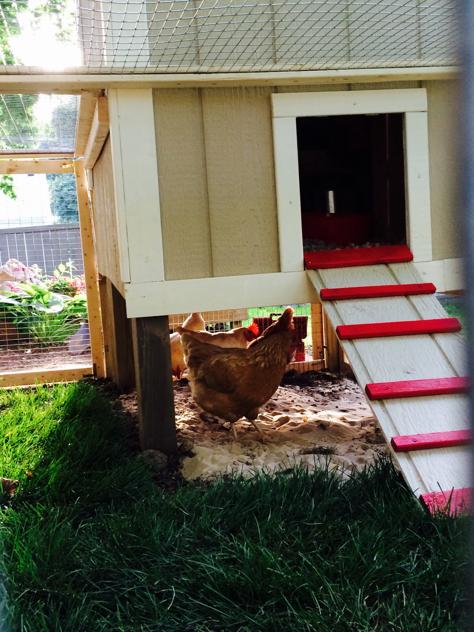 Ladder stays out all day and night.  The pen area is totally enclosed and a safe haven for the hens.