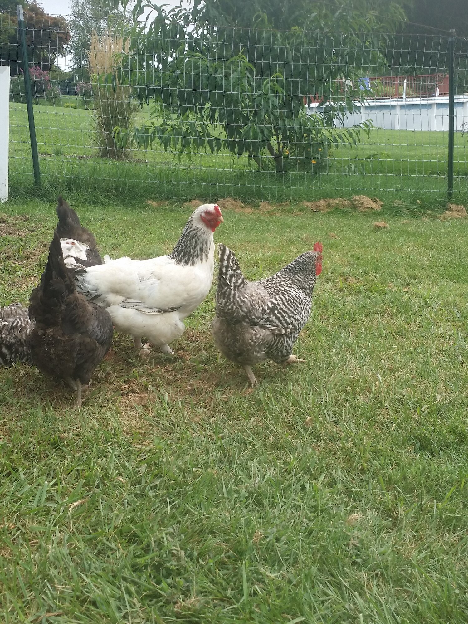 Ladies dust bathing