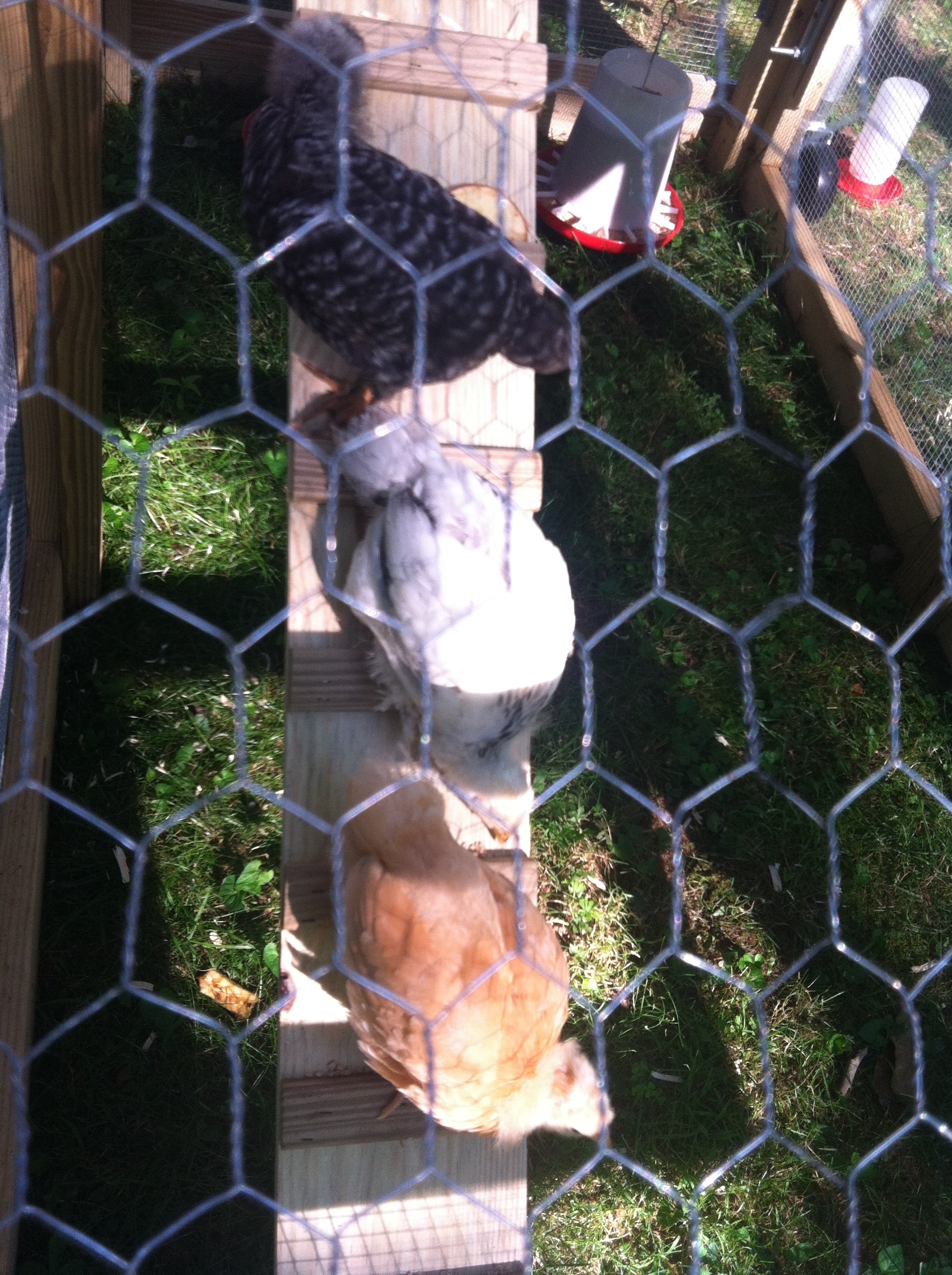Ladies first time climbing down coop ladder