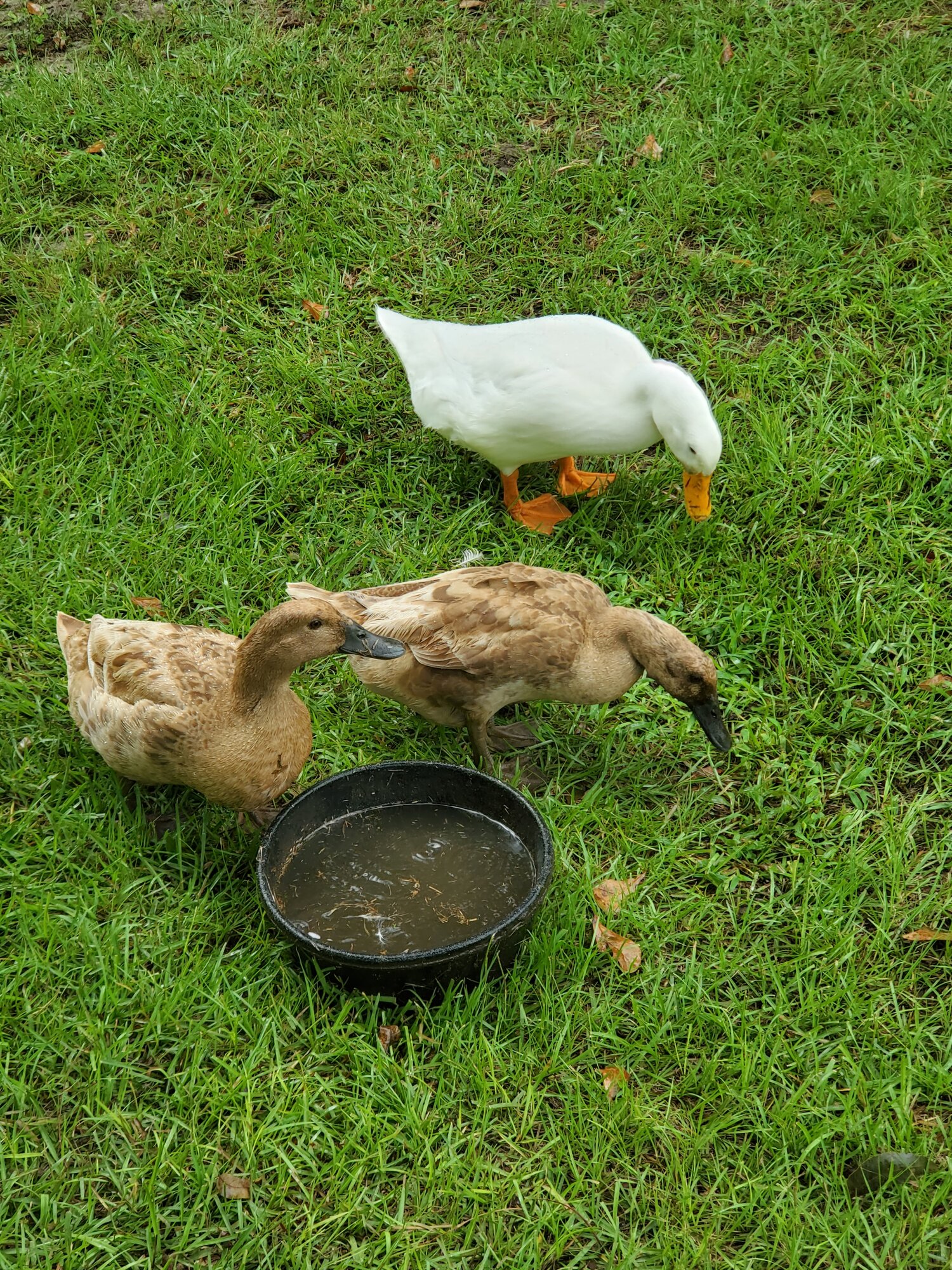 Ladies foraging