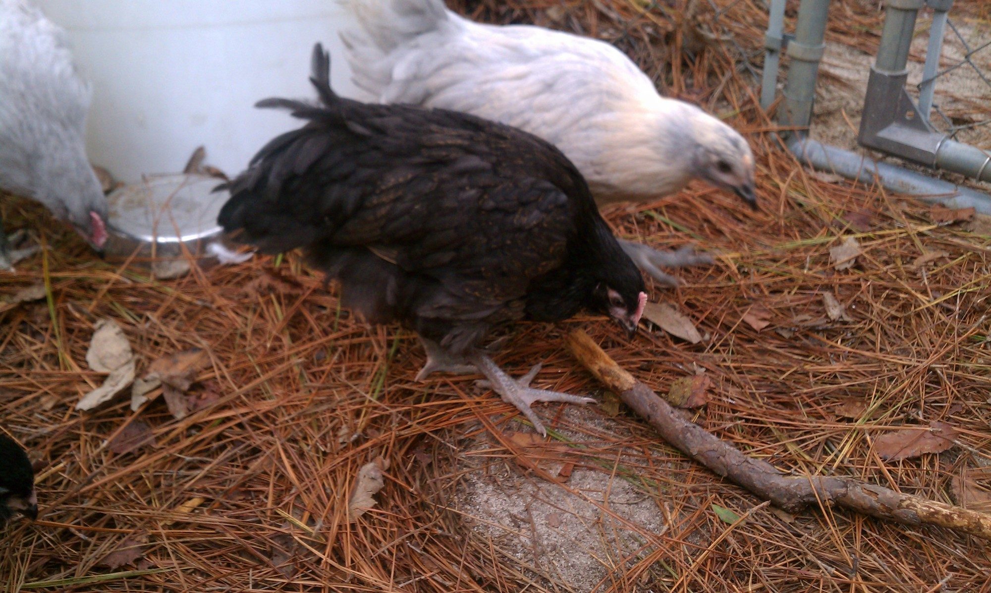 Ladies:  "Grace & Buckeye"