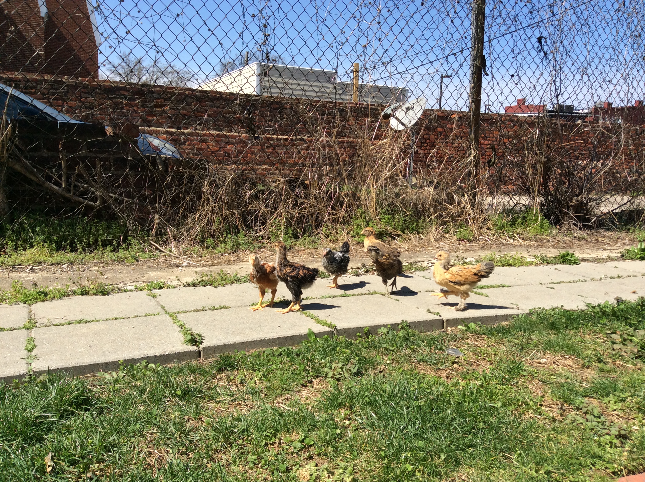 ladies in a line... they love the backyard!