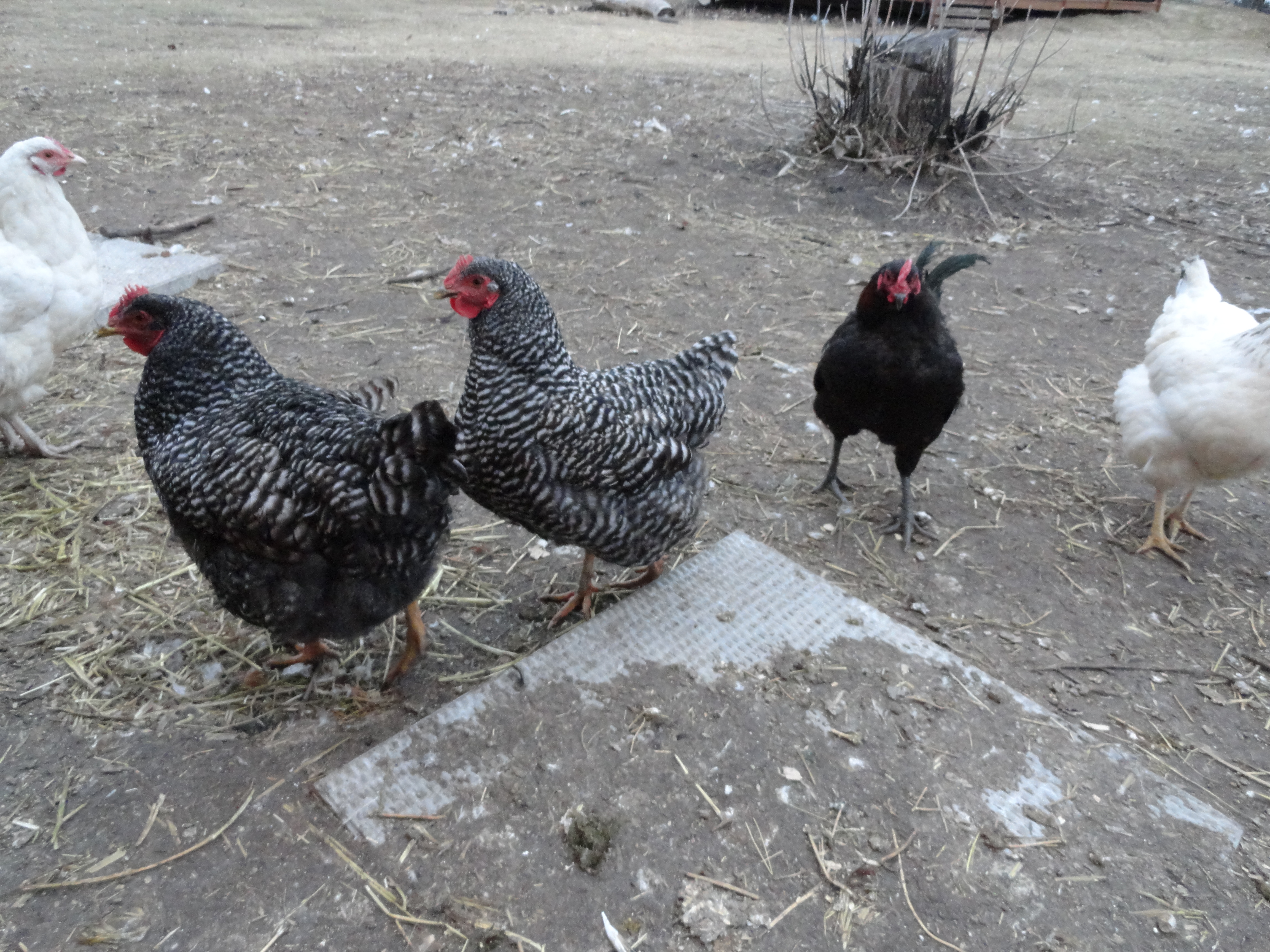 Ladies outside the coop