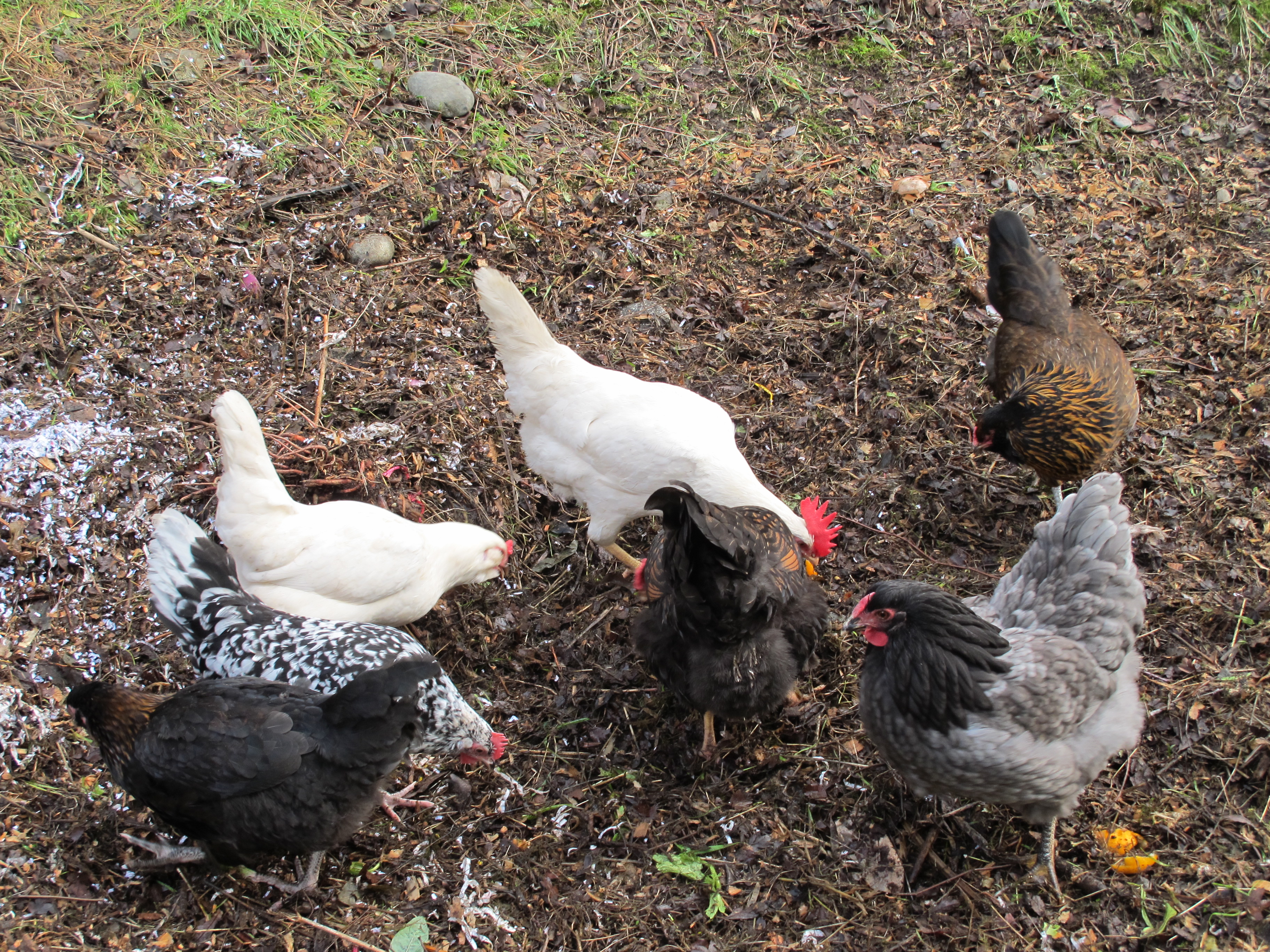 ladies working the compost pile