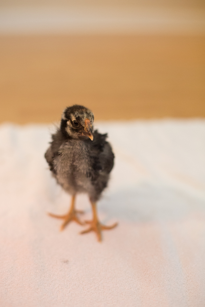 Lady at 2 weeks, 5 days.