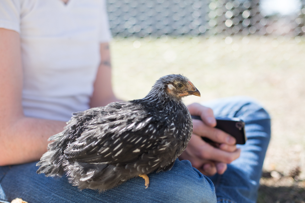 Lady at 5 weeks, 4 days old; happy on Dad's knee.