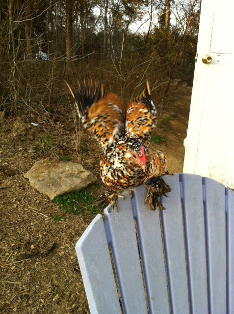 Lady Chickadee d'Uccle