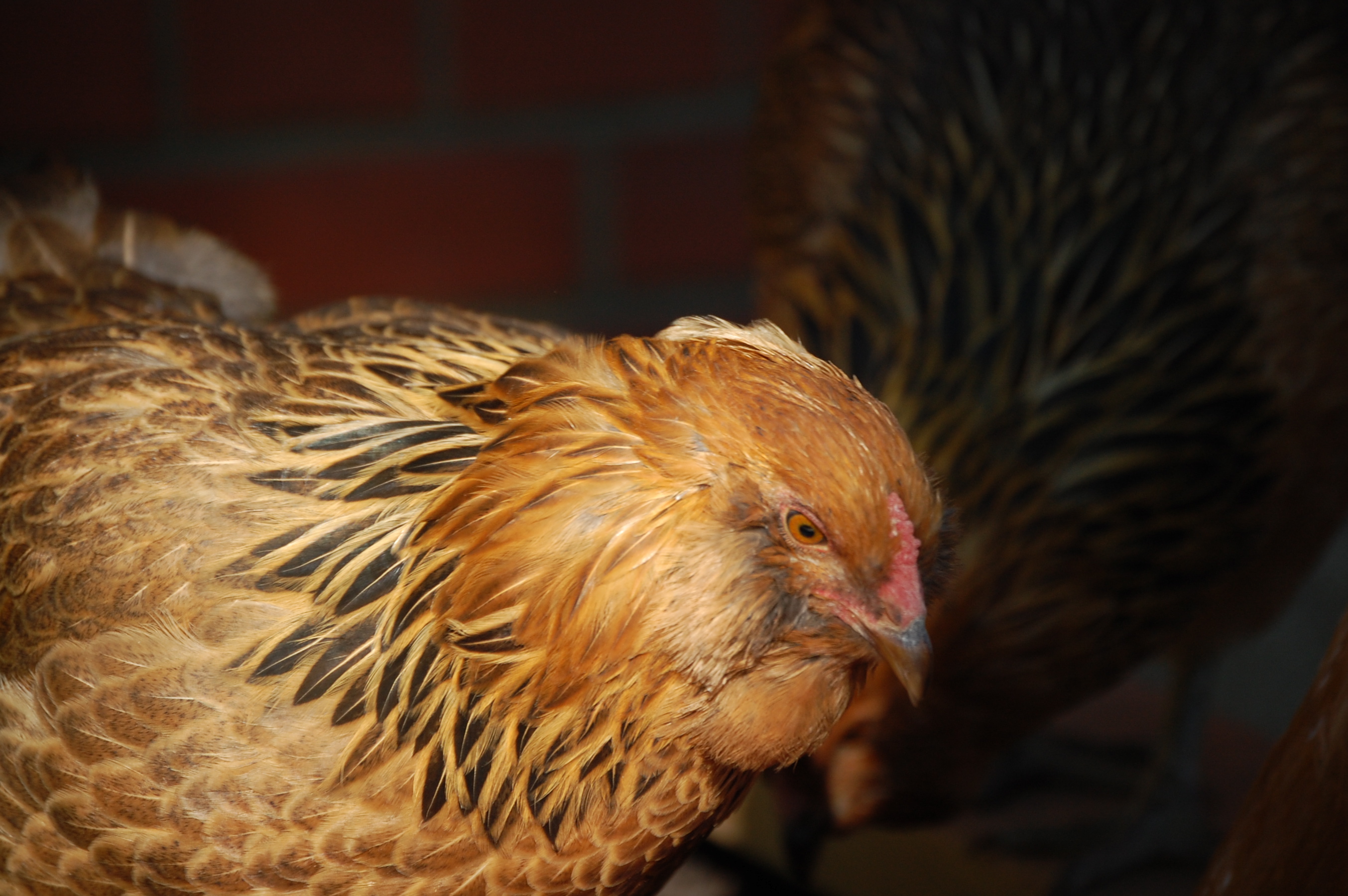 Lady Cluck Rose (Ameraucana)