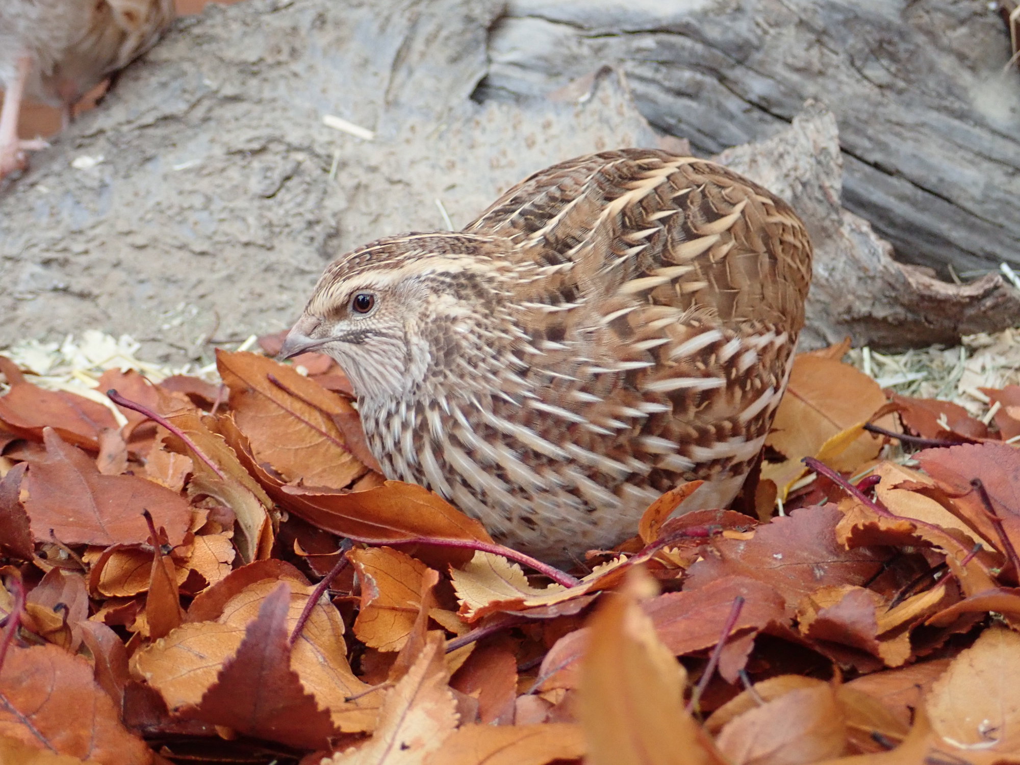 Lady in leaves