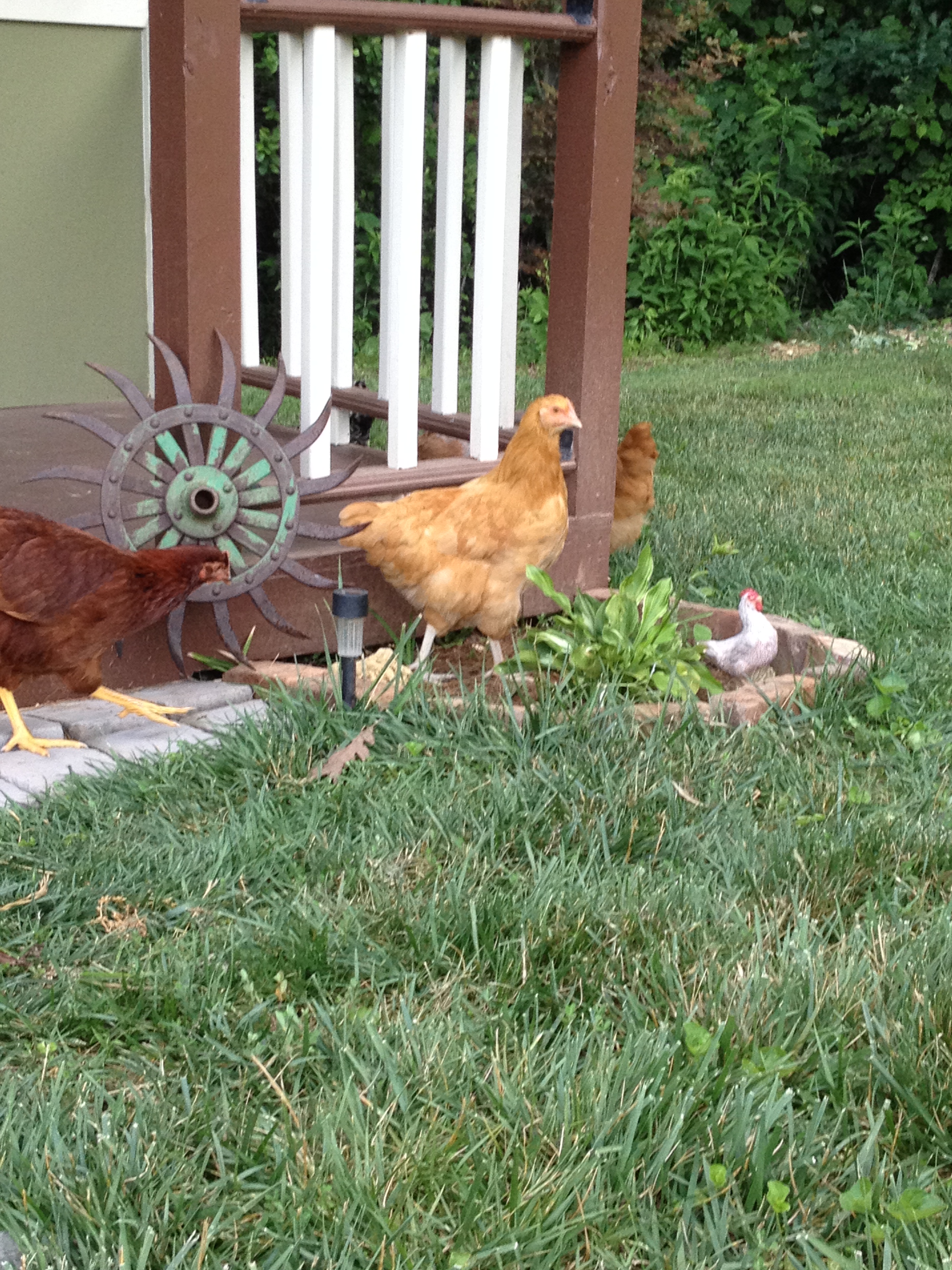 Lady June out for a stroll in front of the coop