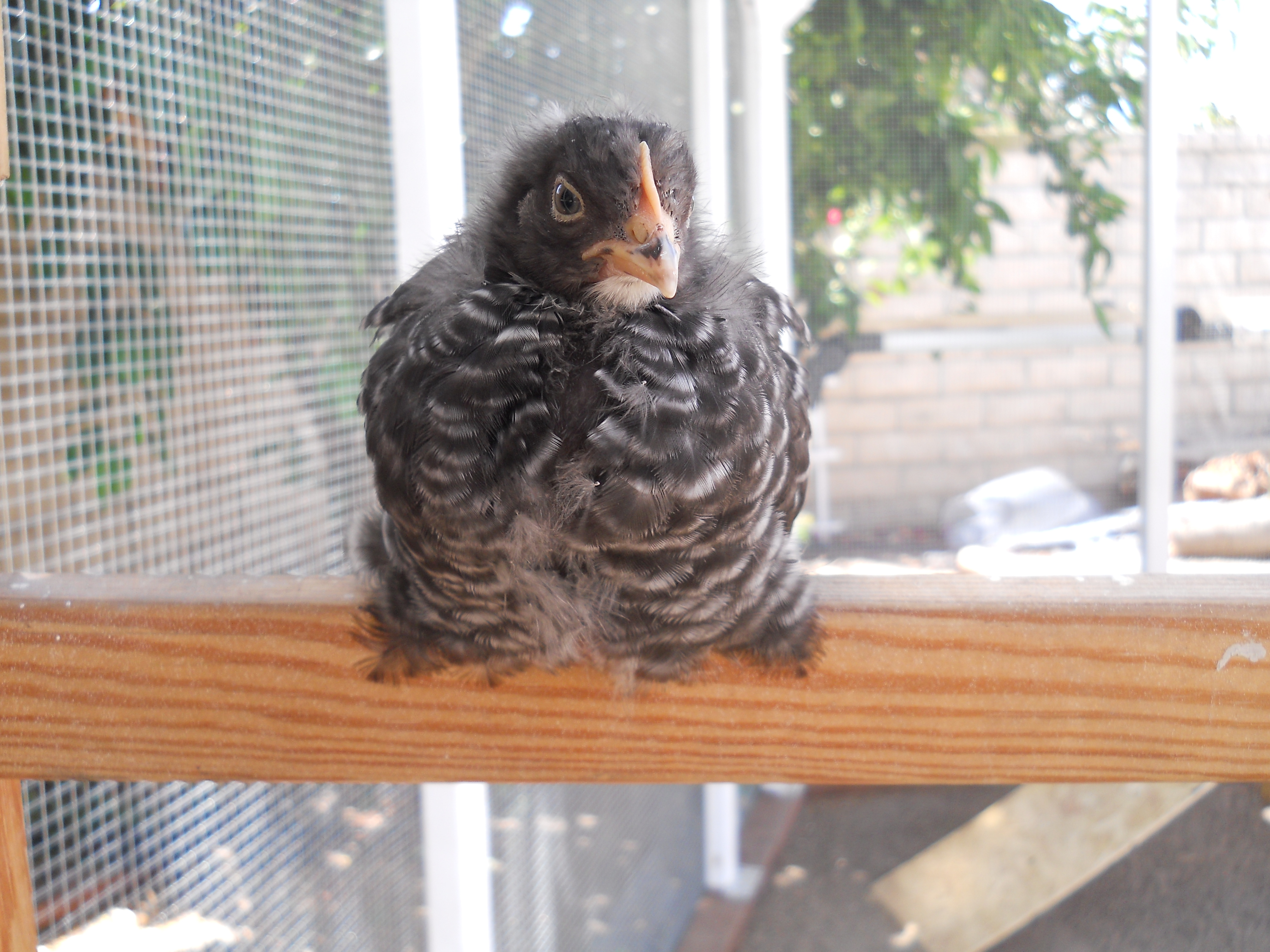 Lady Lacey, Barred Rock Pullet on temporary perch/wooden ladder