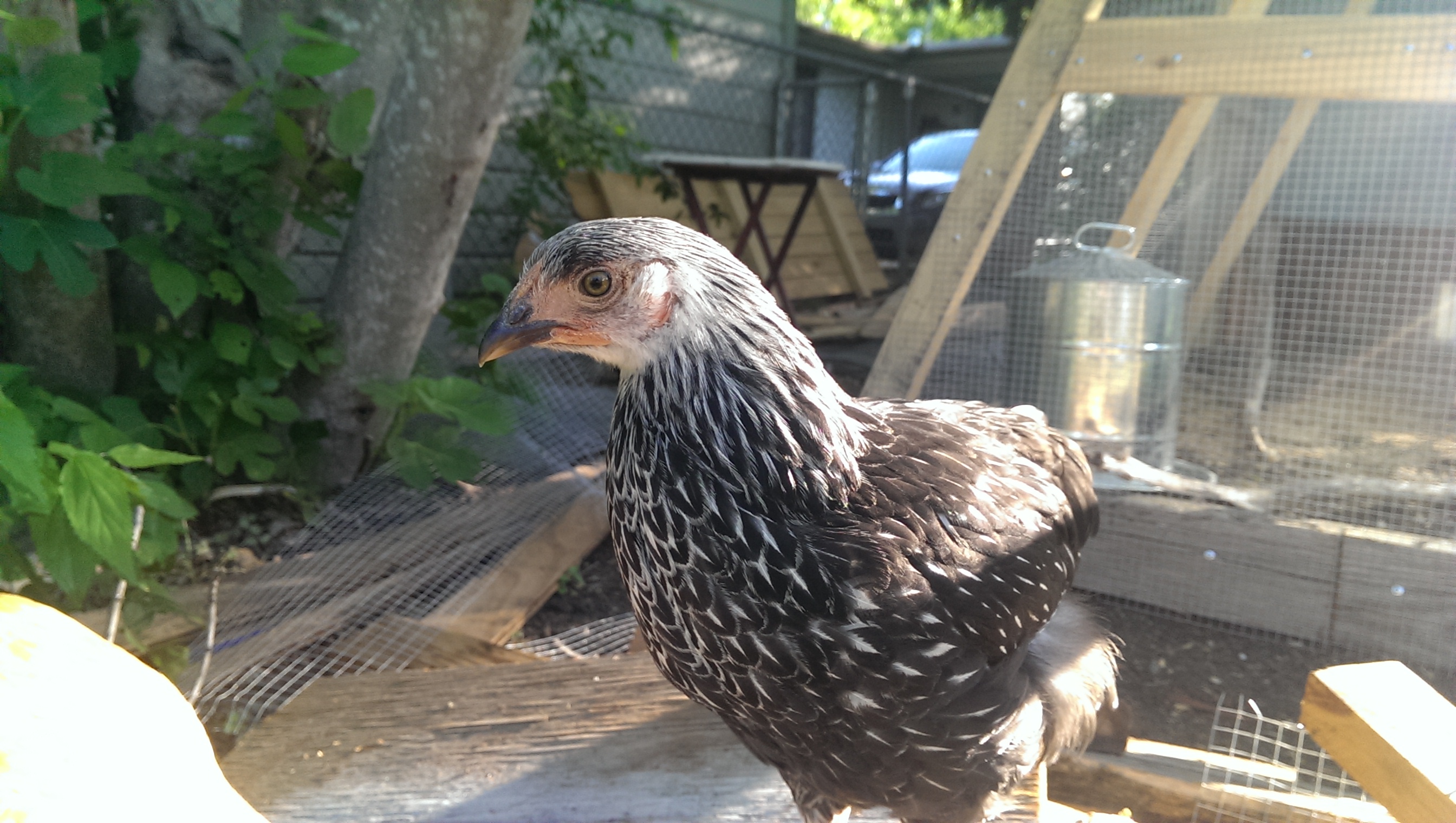 Lady Mary posing, her feathers are starting to get more "laced"